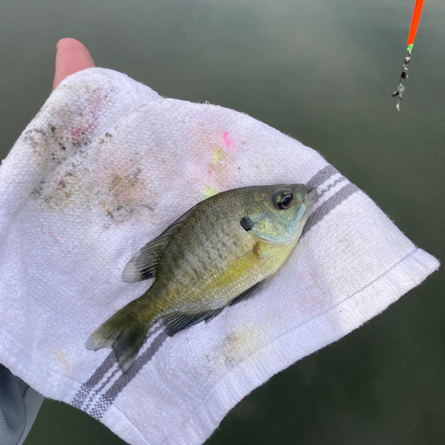 Bluegill caught on Fishbrain