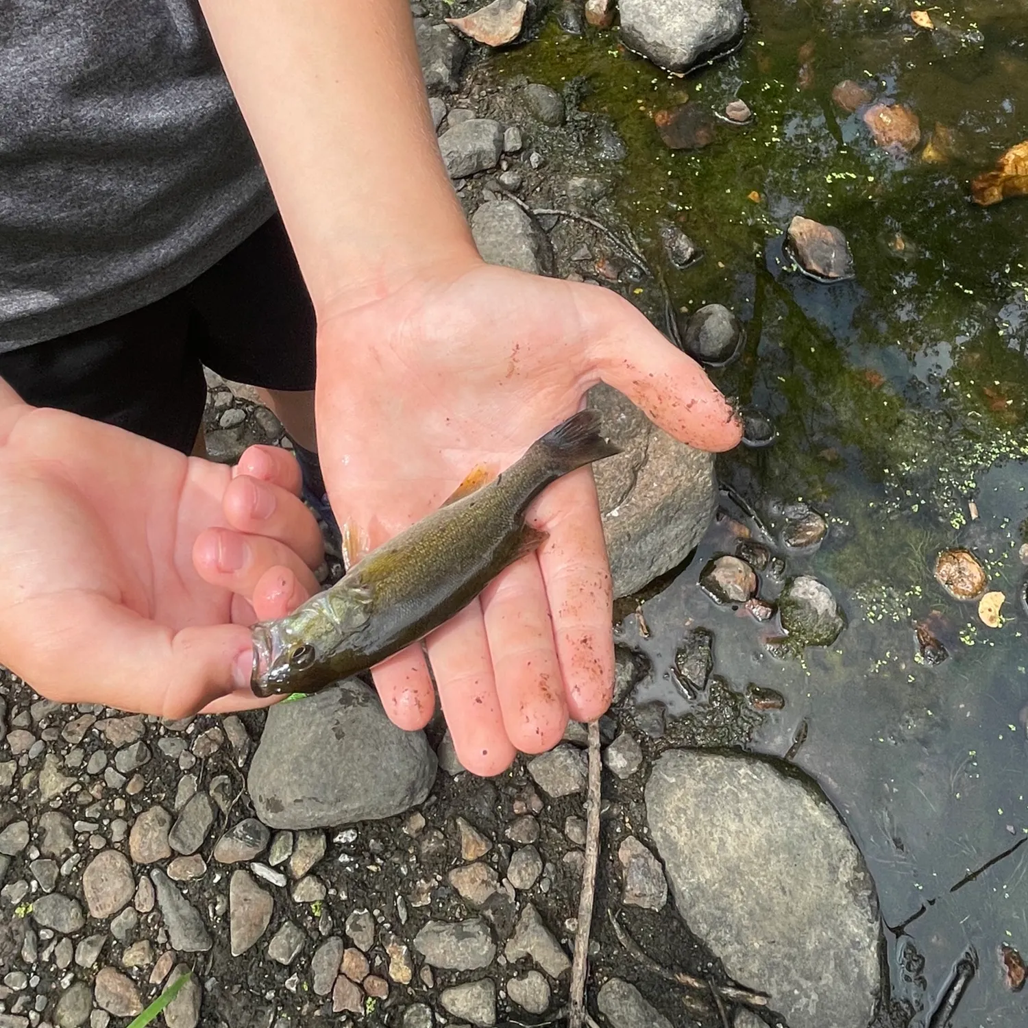 Smallmouth bass caught on Fishbrain