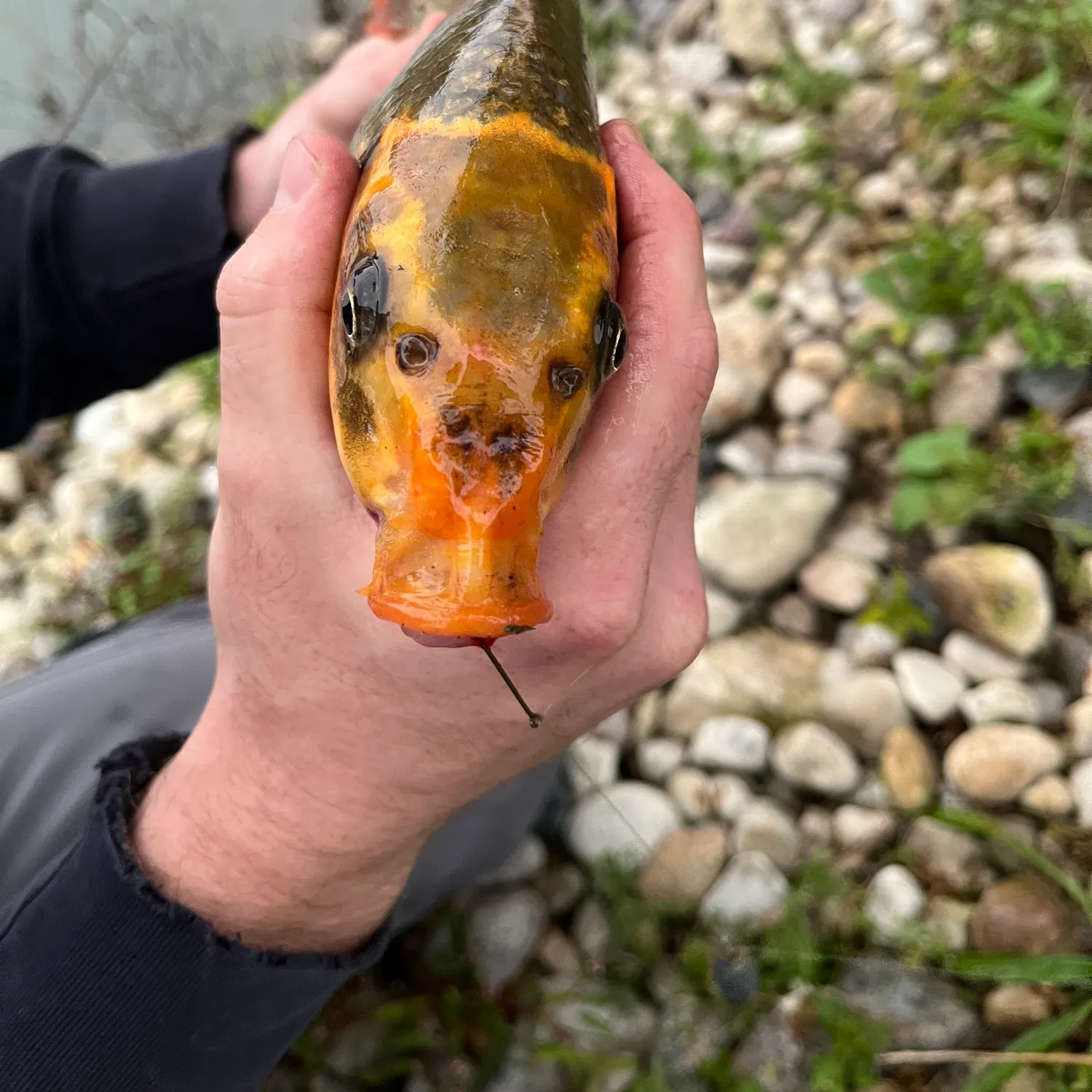 Koi carp caught on Fishbrain