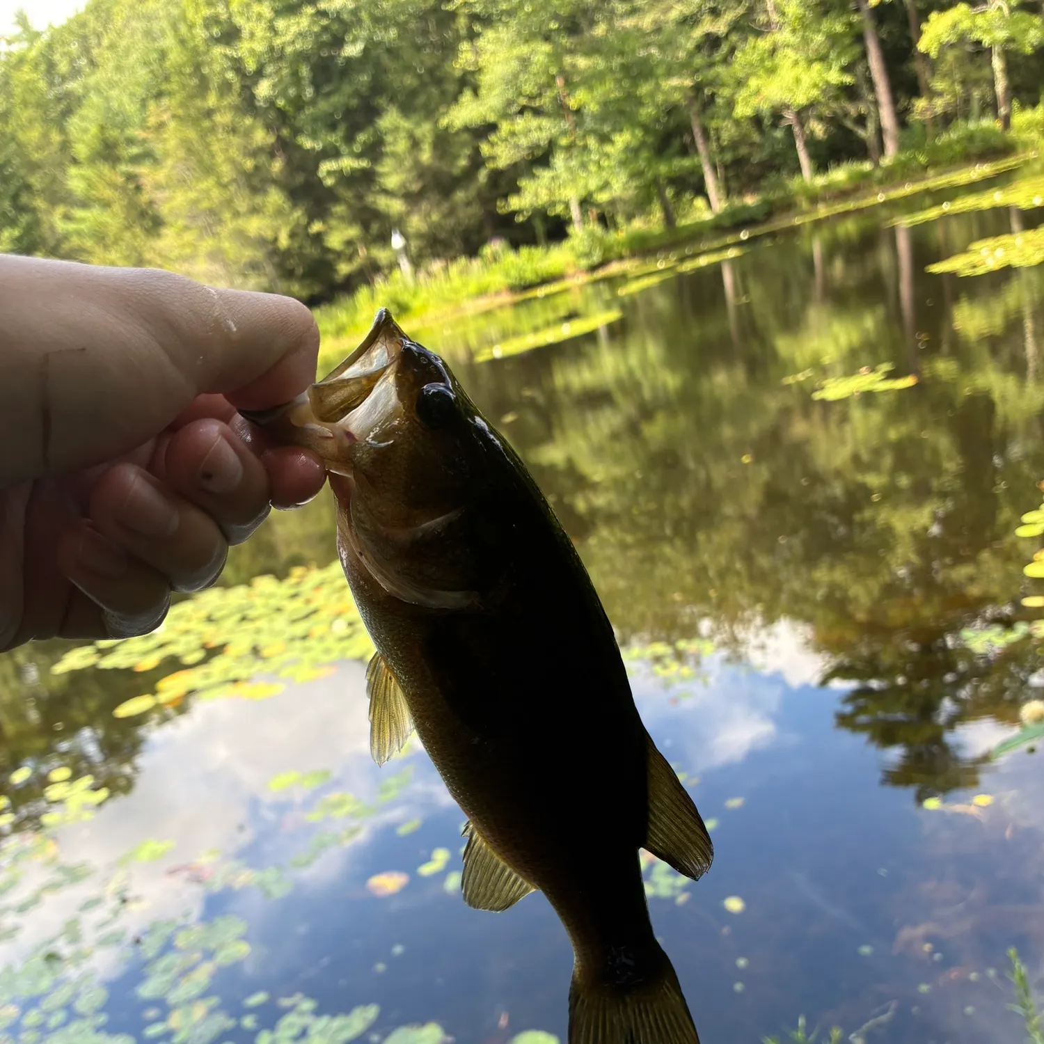 Largemouth bass caught on Fishbrain