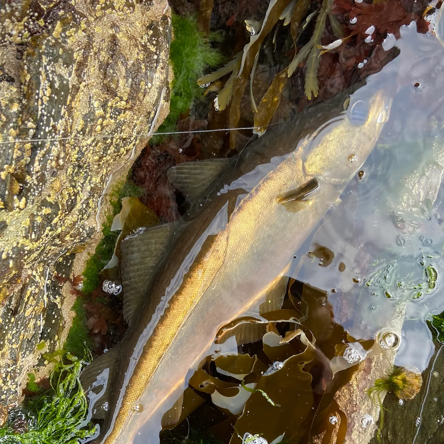Pollack caught on Fishbrain
