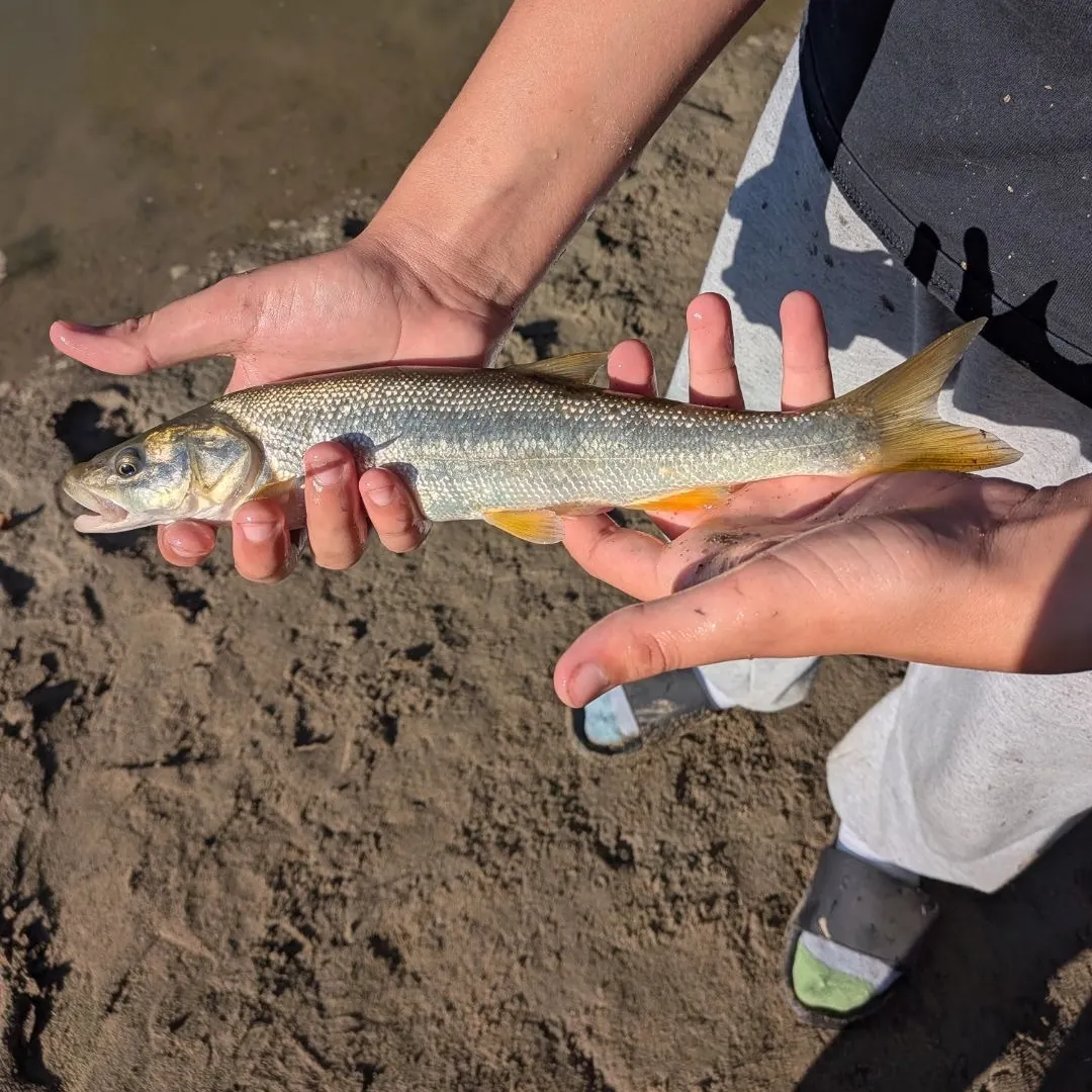 Northern pikeminnow caught on Fishbrain