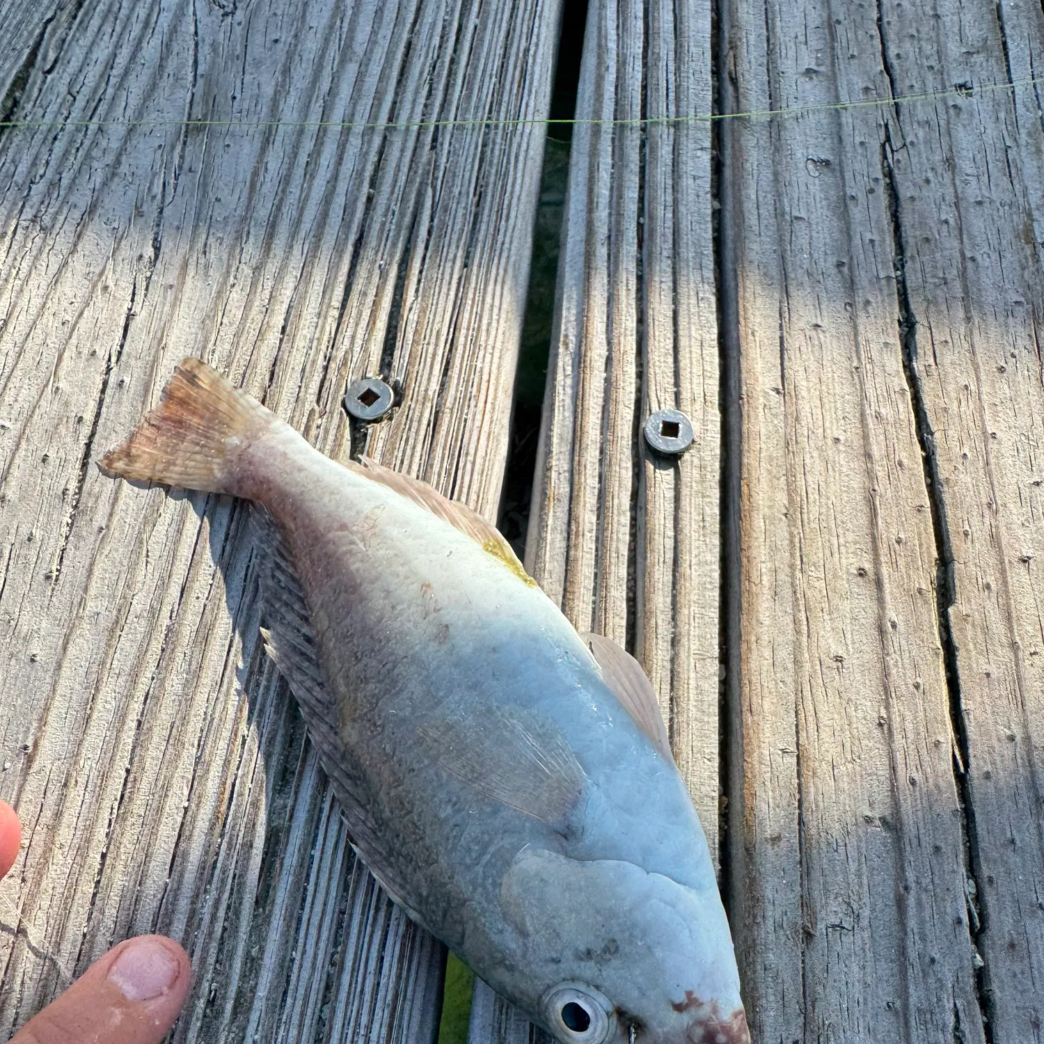 The most recent Common parrotfish catches on Fishbrain