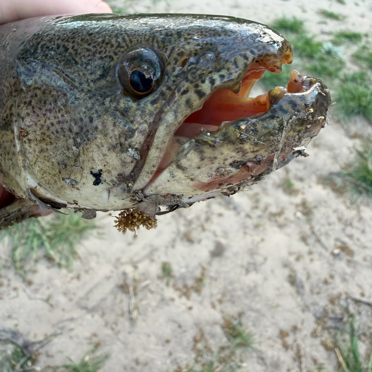 The most recent Trahira catches on Fishbrain