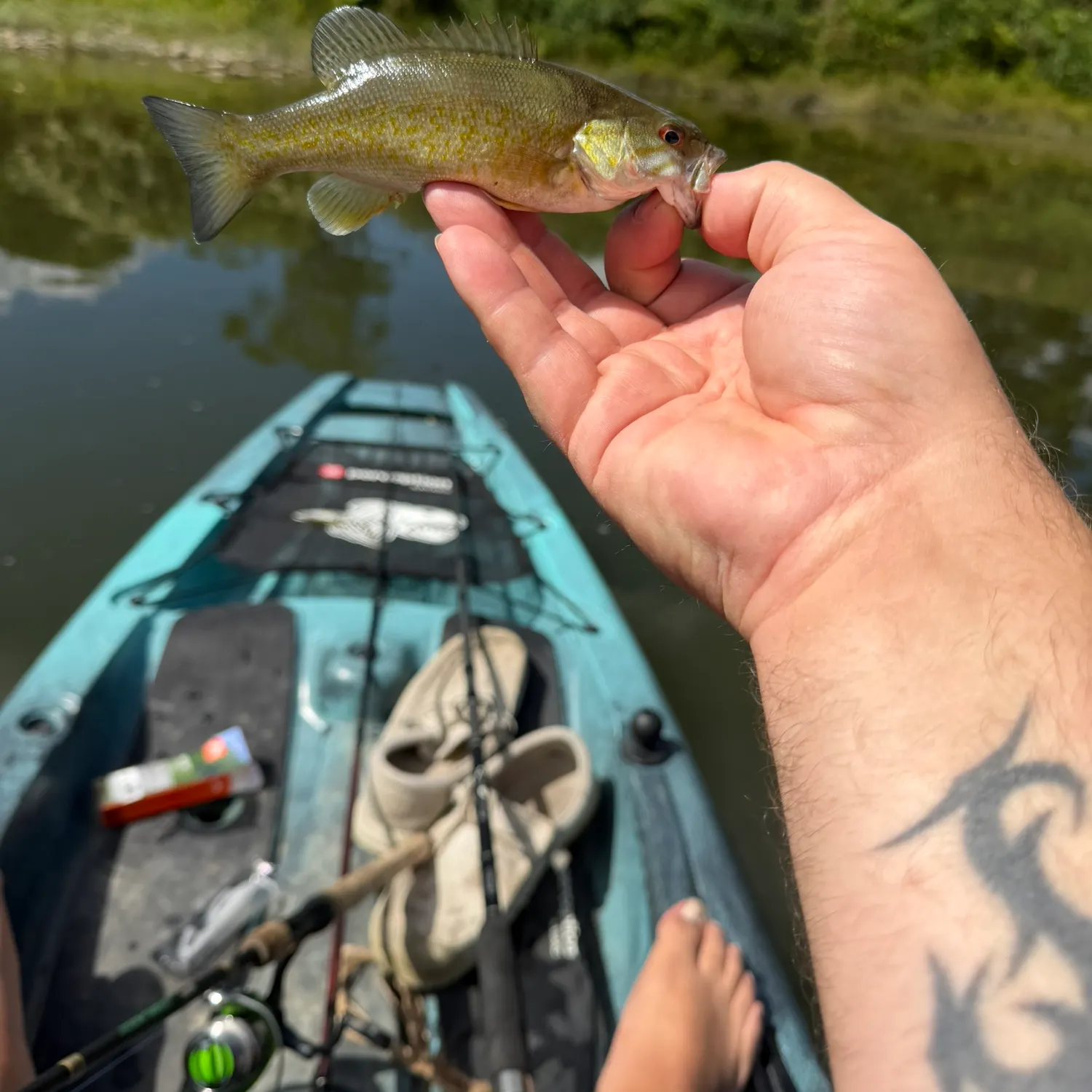 Smallmouth bass caught on Fishbrain