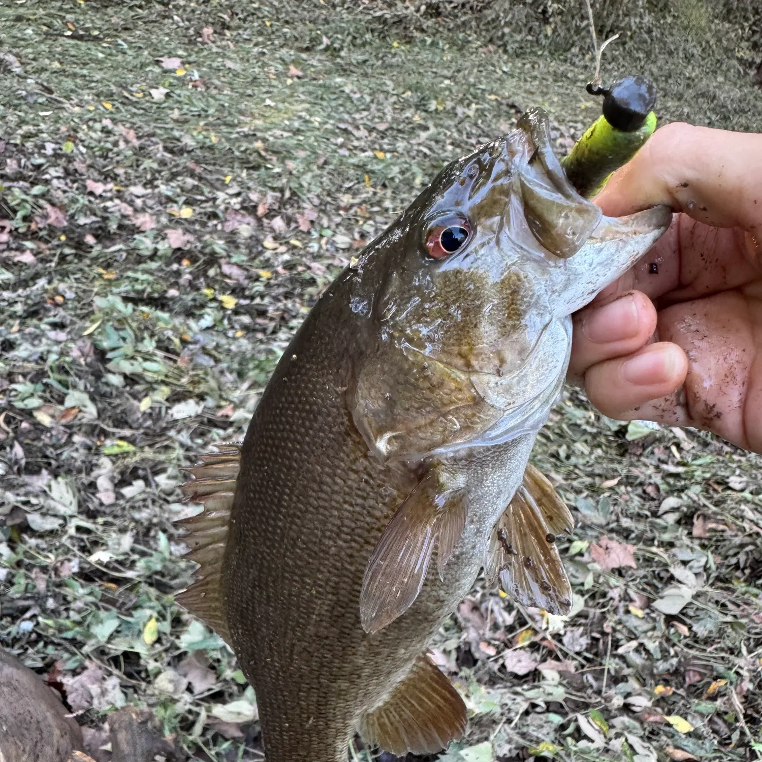 Smallmouth bass caught on Fishbrain