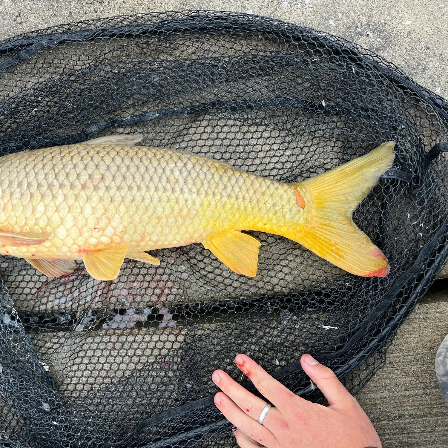 Common carp caught on Fishbrain