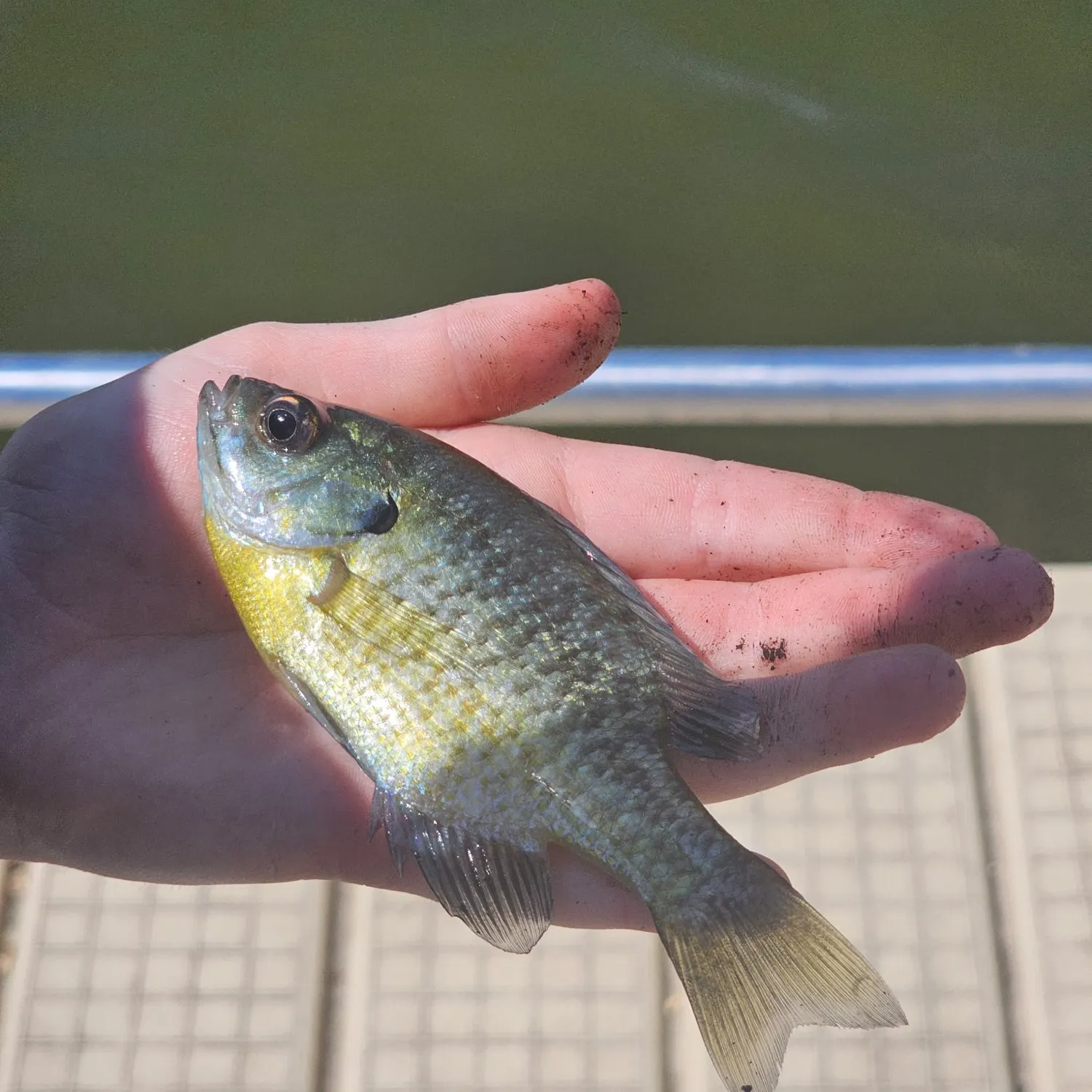 Bluegill caught on Fishbrain