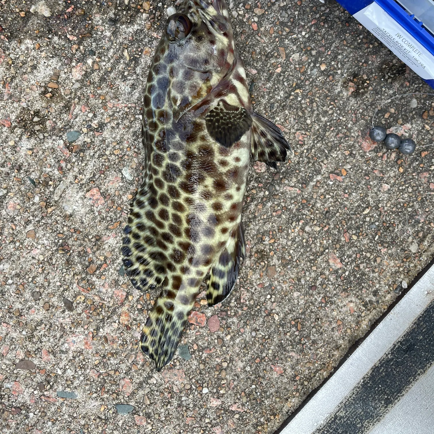 The most recent Honeycomb grouper catches on Fishbrain