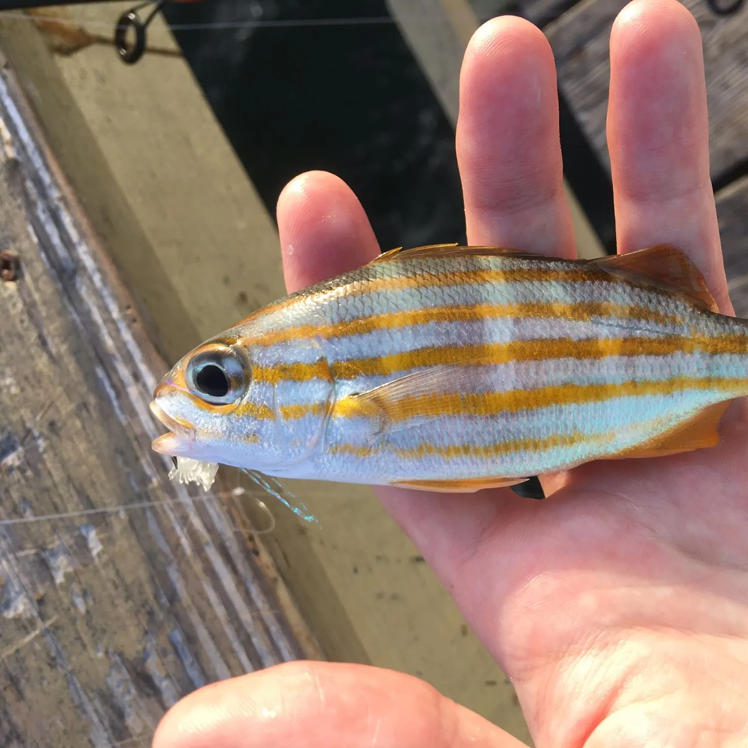 The most popular recent Yellow-lined grunter catch on Fishbrain