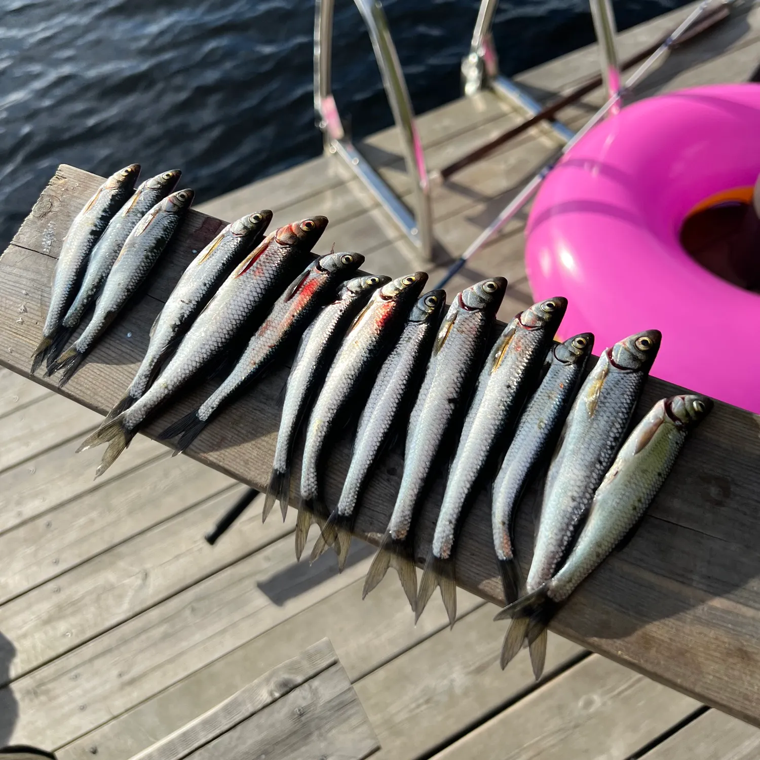 recently logged catches