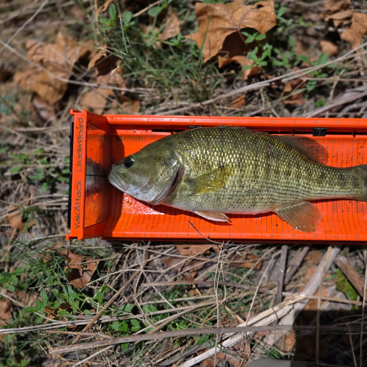 Guadalupe bass caught on Fishbrain