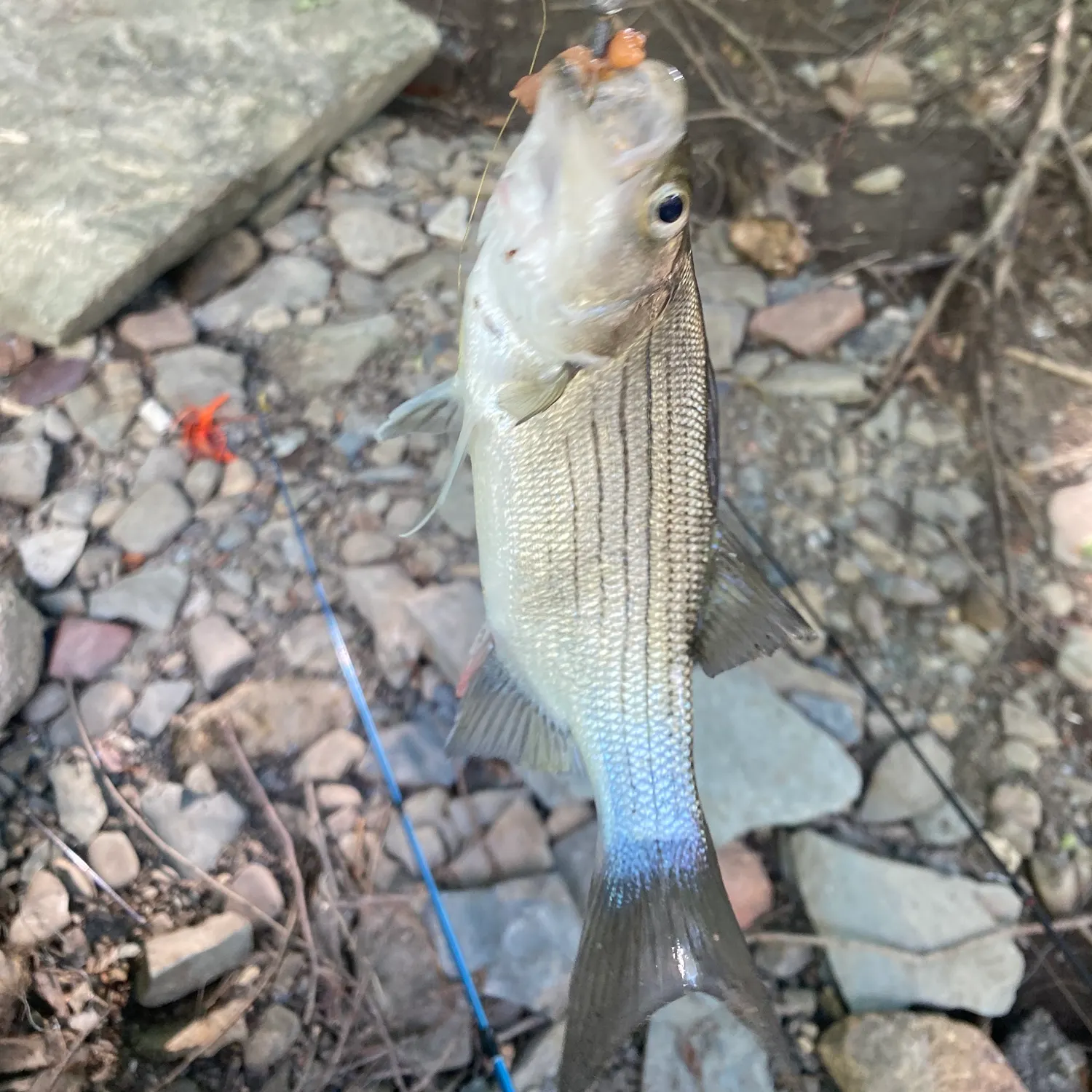The most recent White bass catches on Fishbrain