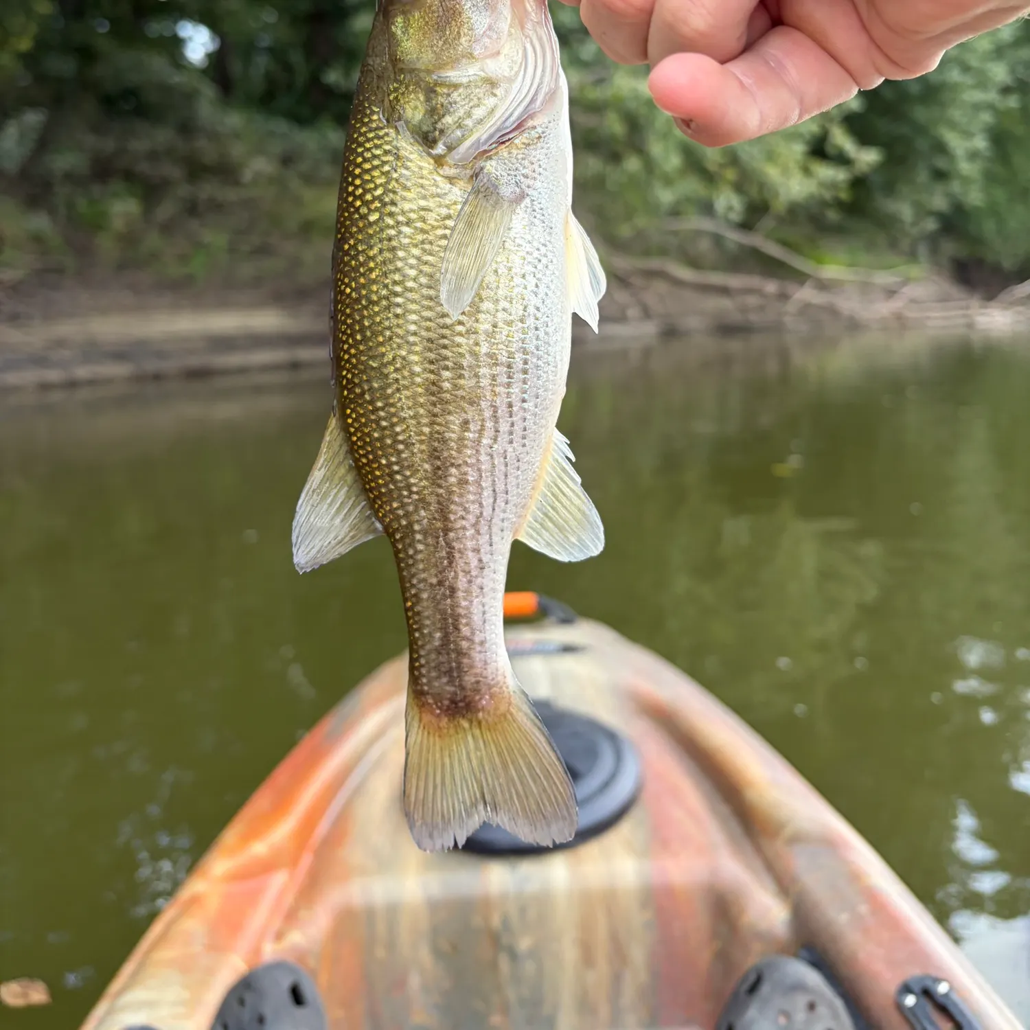 Spotted bass caught on Fishbrain