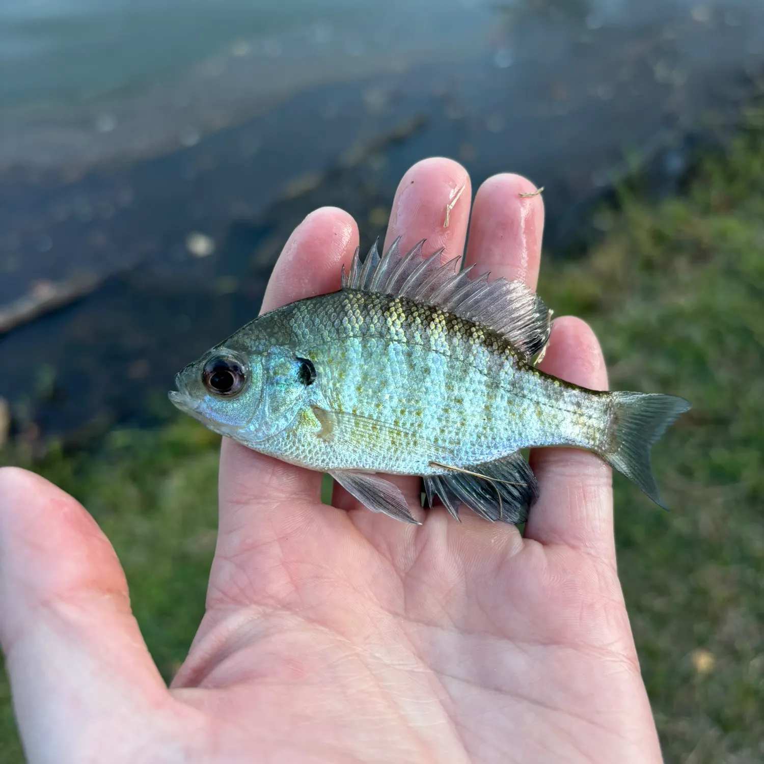 Bluegill caught on Fishbrain
