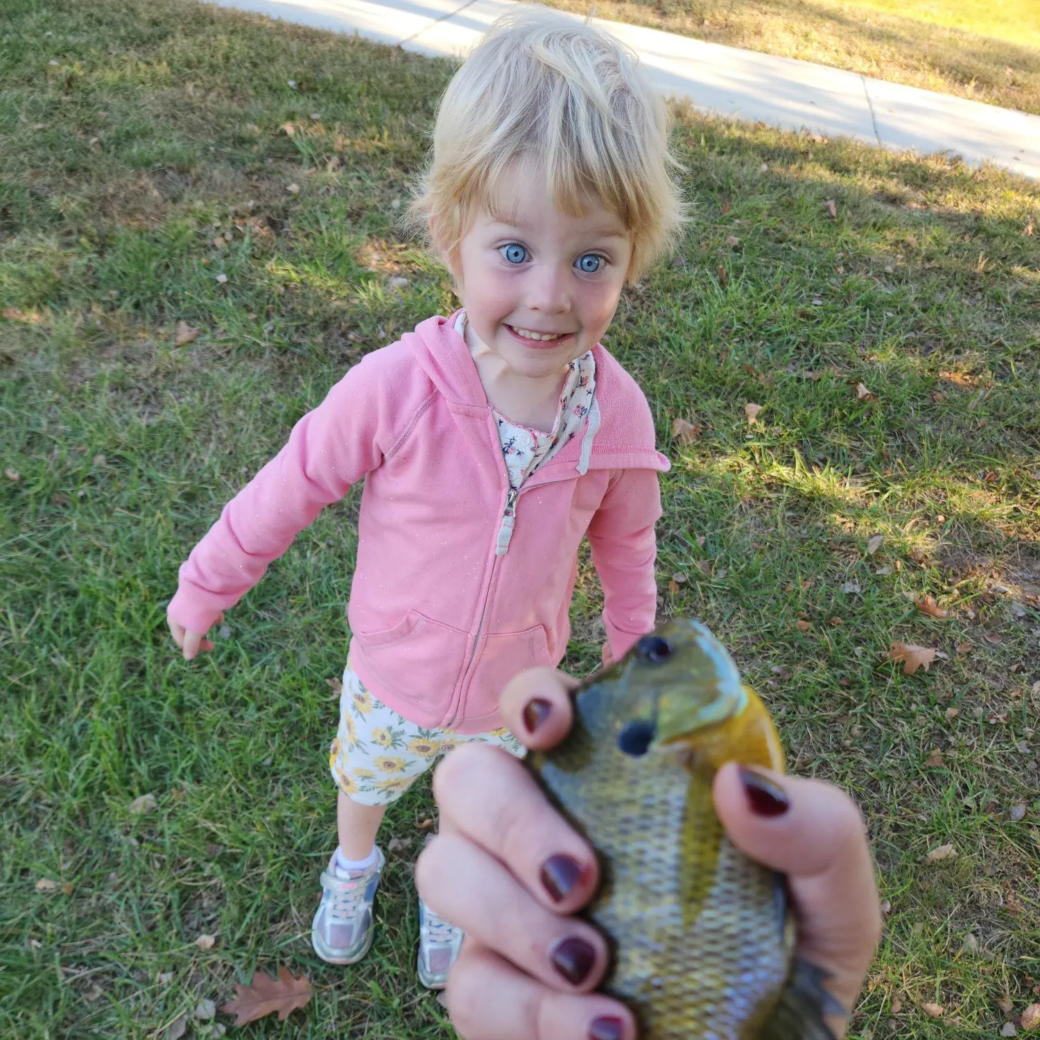 Bluegill caught on Fishbrain