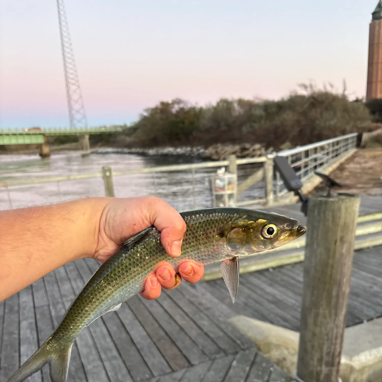 The most recent Hickory shad catches on Fishbrain