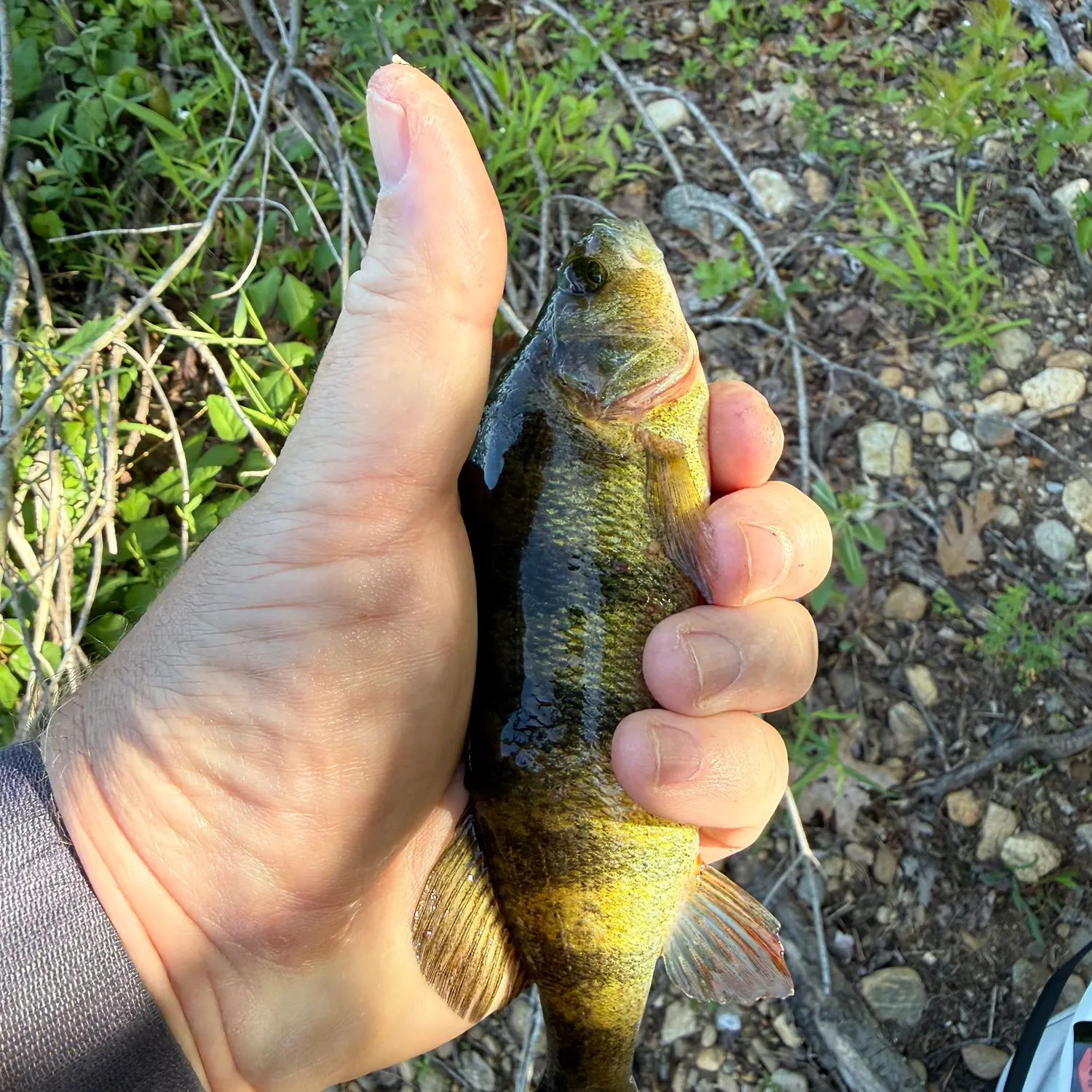 The most recent Yellow perch catches on Fishbrain
