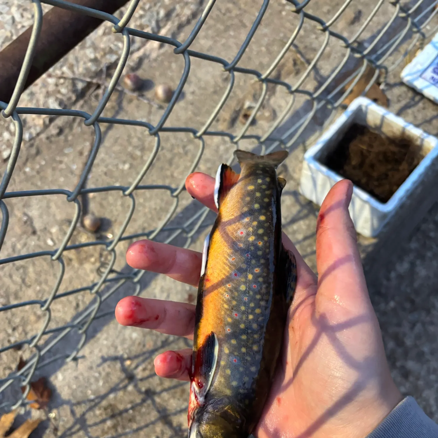 Brook trout caught on Fishbrain