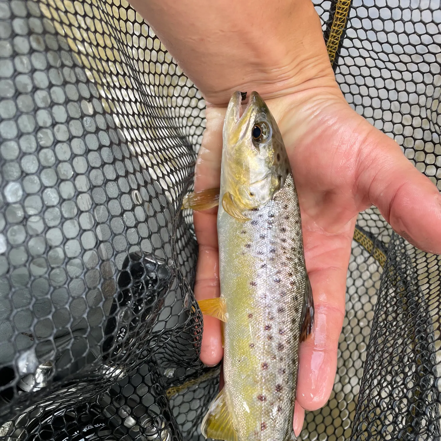 Brown trout caught on Fishbrain