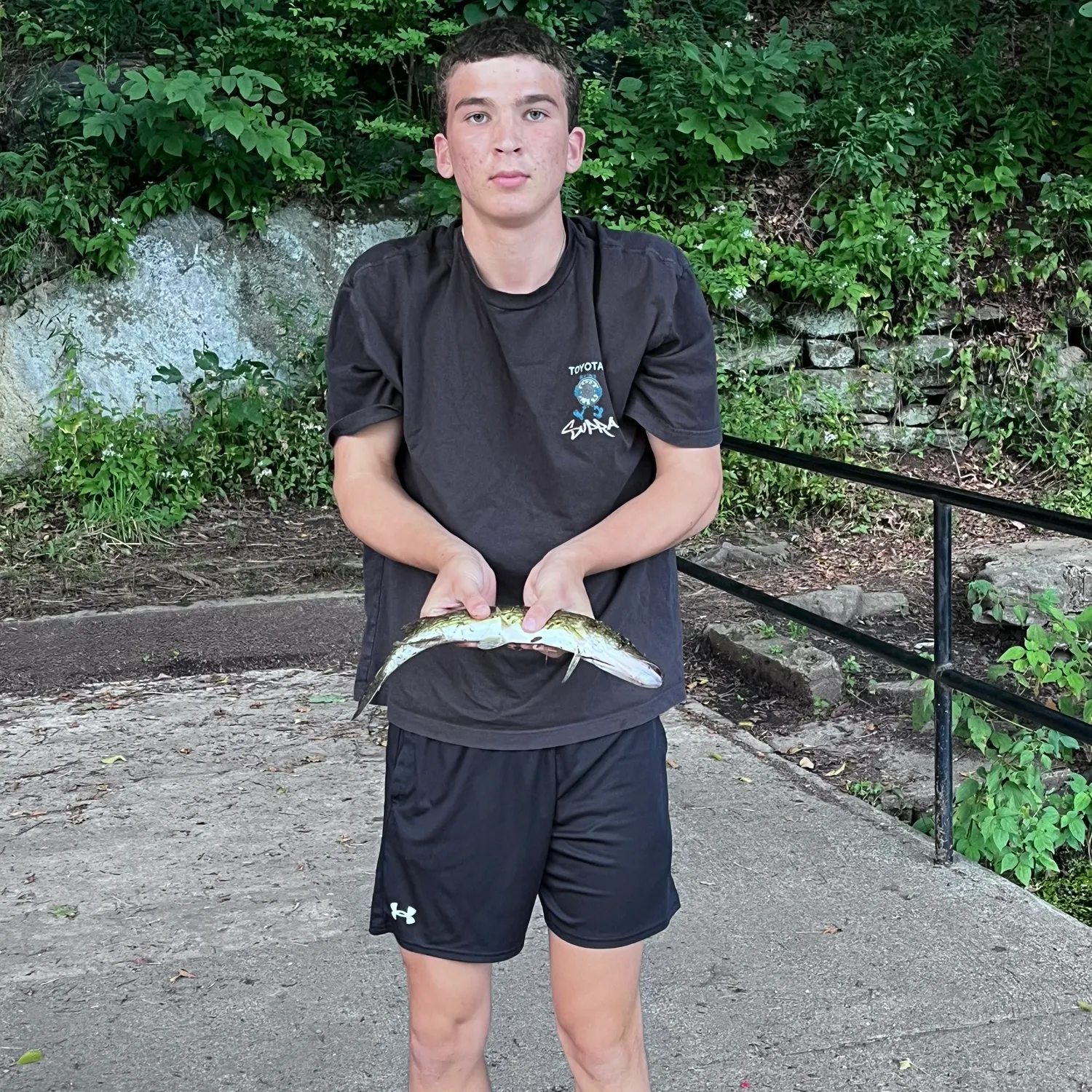 Chain pickerel caught on Fishbrain