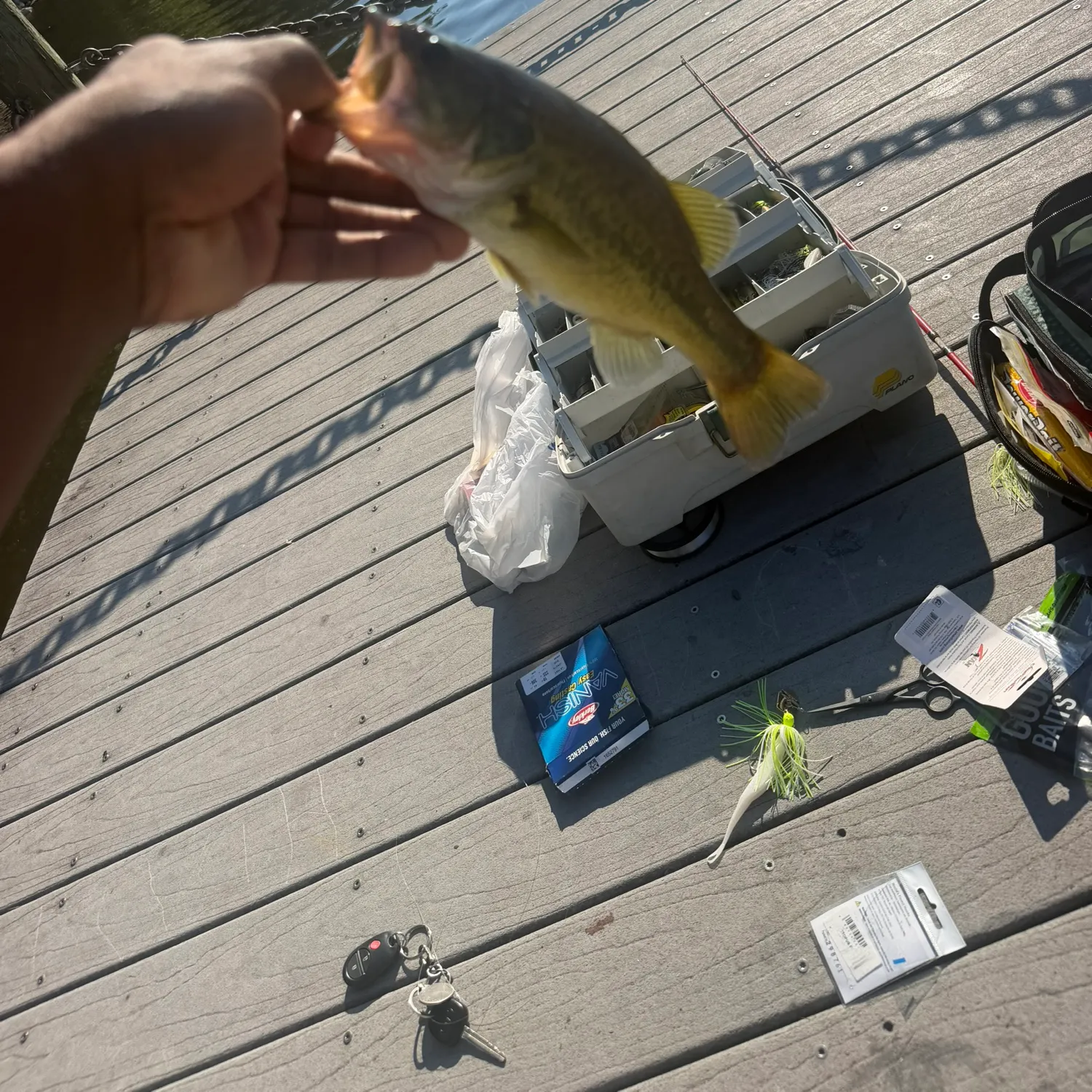 Largemouth bass caught on Fishbrain