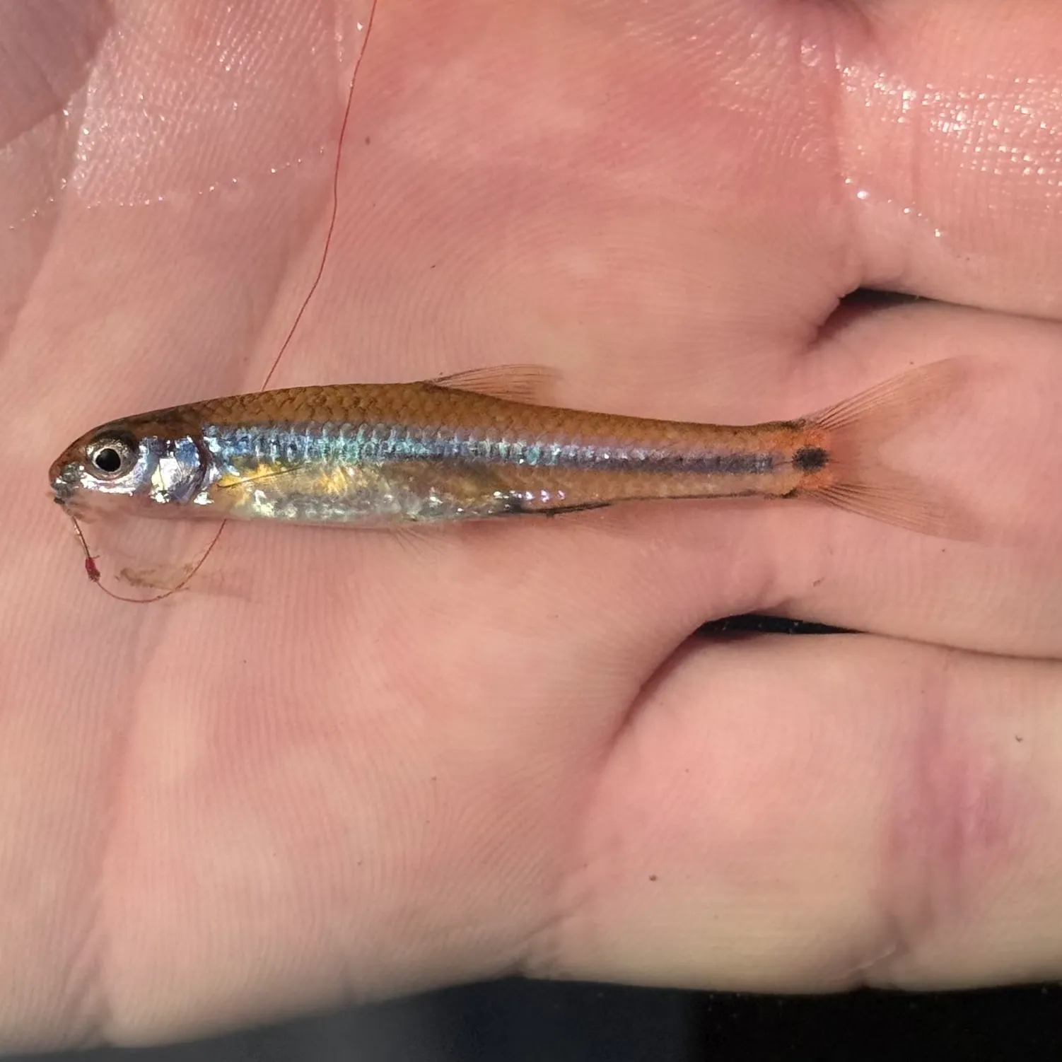 The most recent Taillight shiner catches on Fishbrain