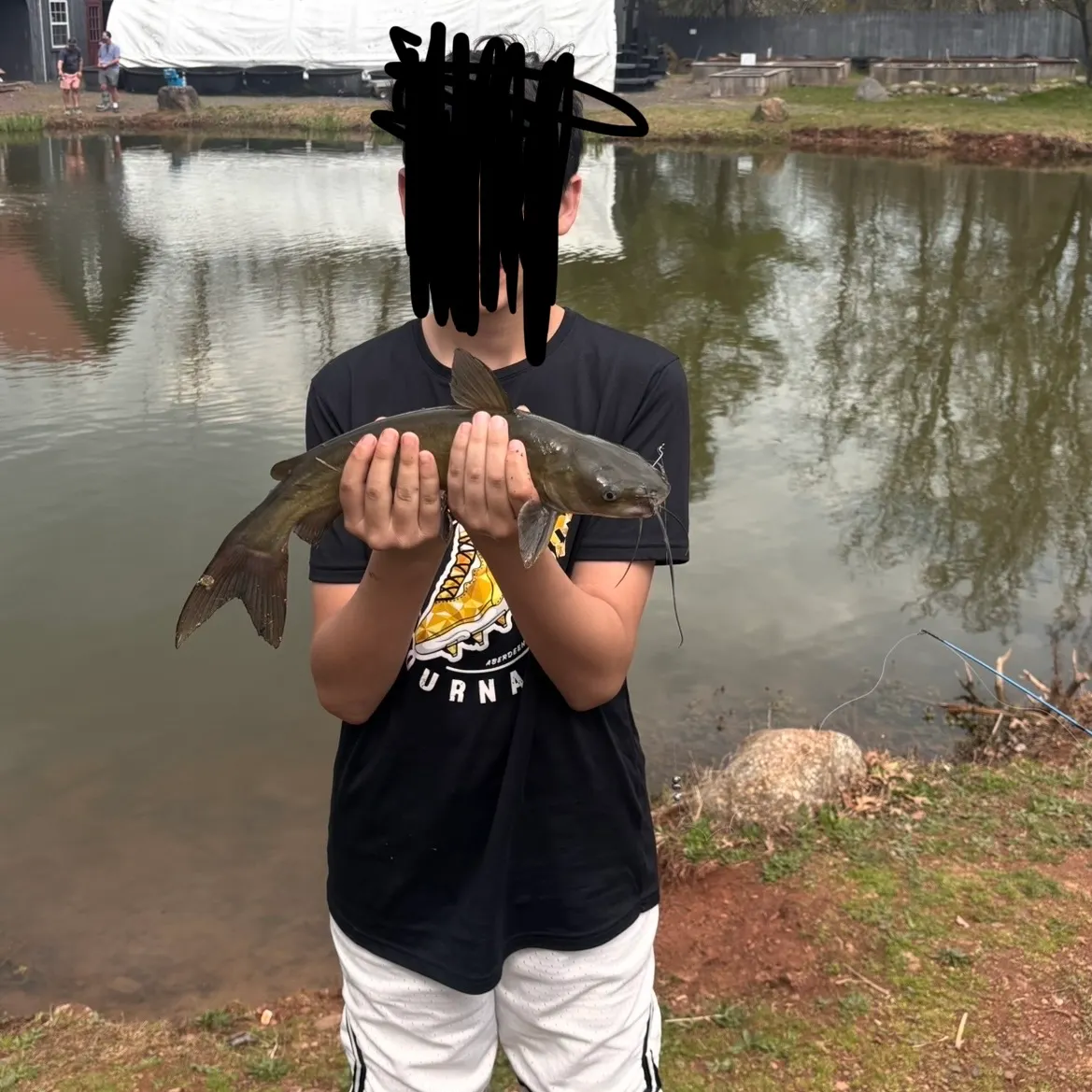 Channel catfish caught on Fishbrain