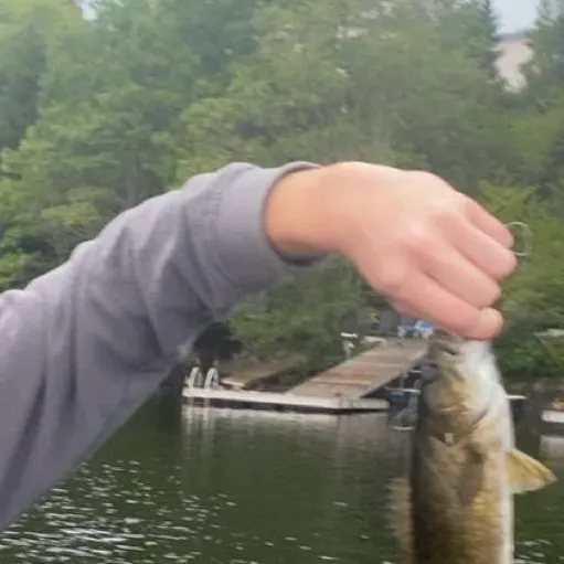 Smallmouth bass caught on Fishbrain
