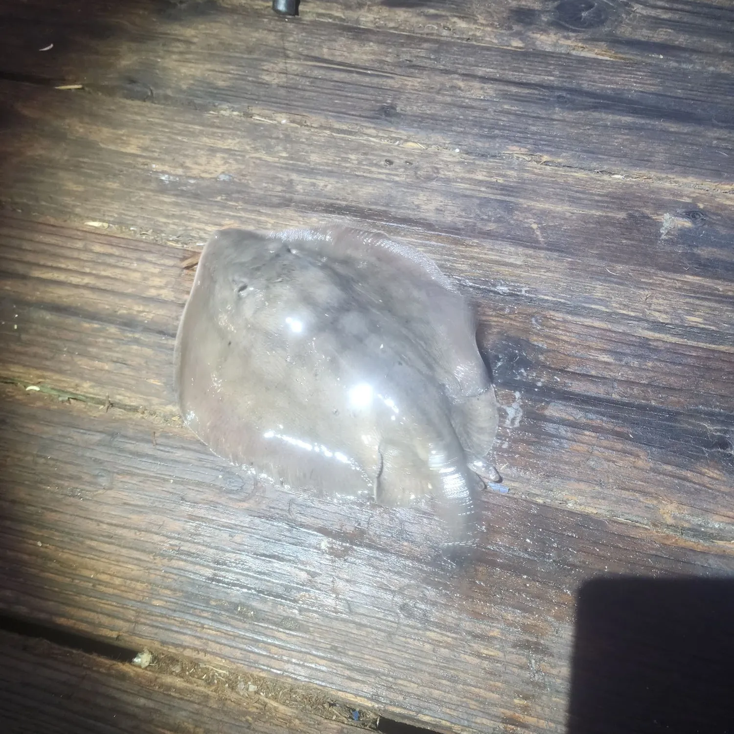 The most recent Haller's round ray catches on Fishbrain