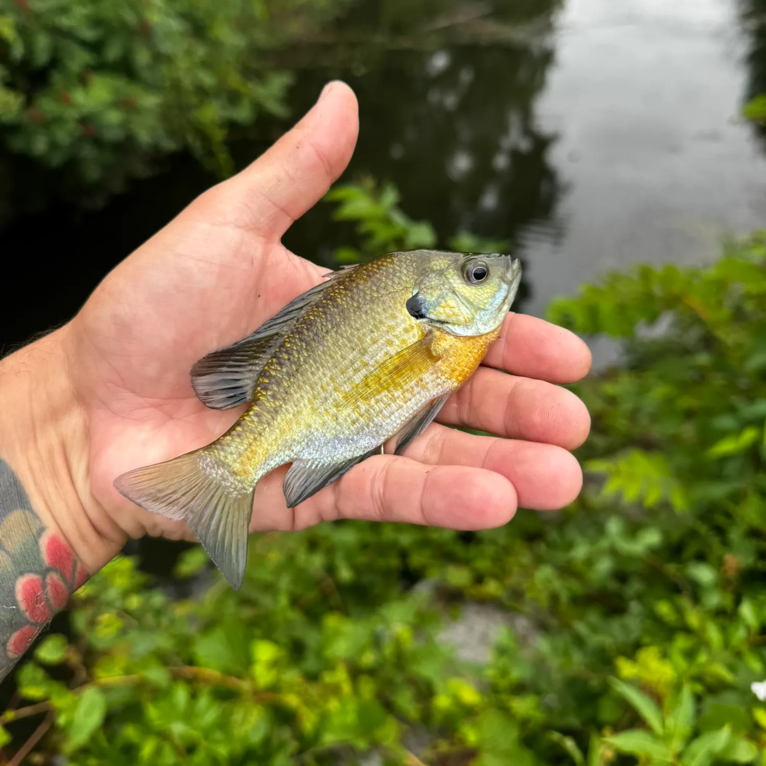 Bluegill caught on Fishbrain