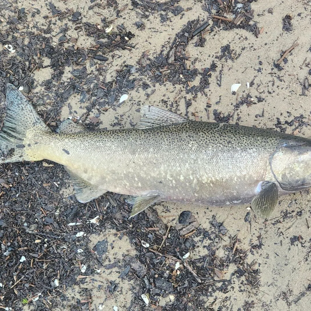 Chinook salmon caught on Fishbrain