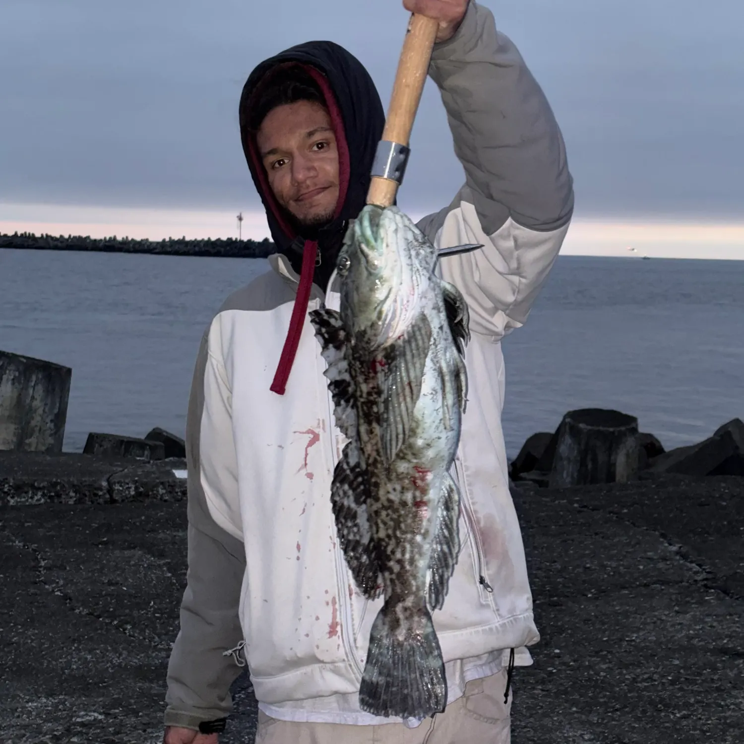 The most recent Cabezon catches on Fishbrain