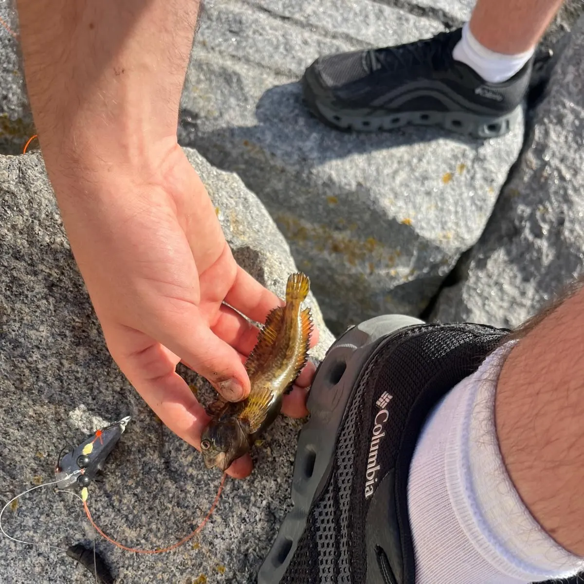 The most recent Shanny catches on Fishbrain