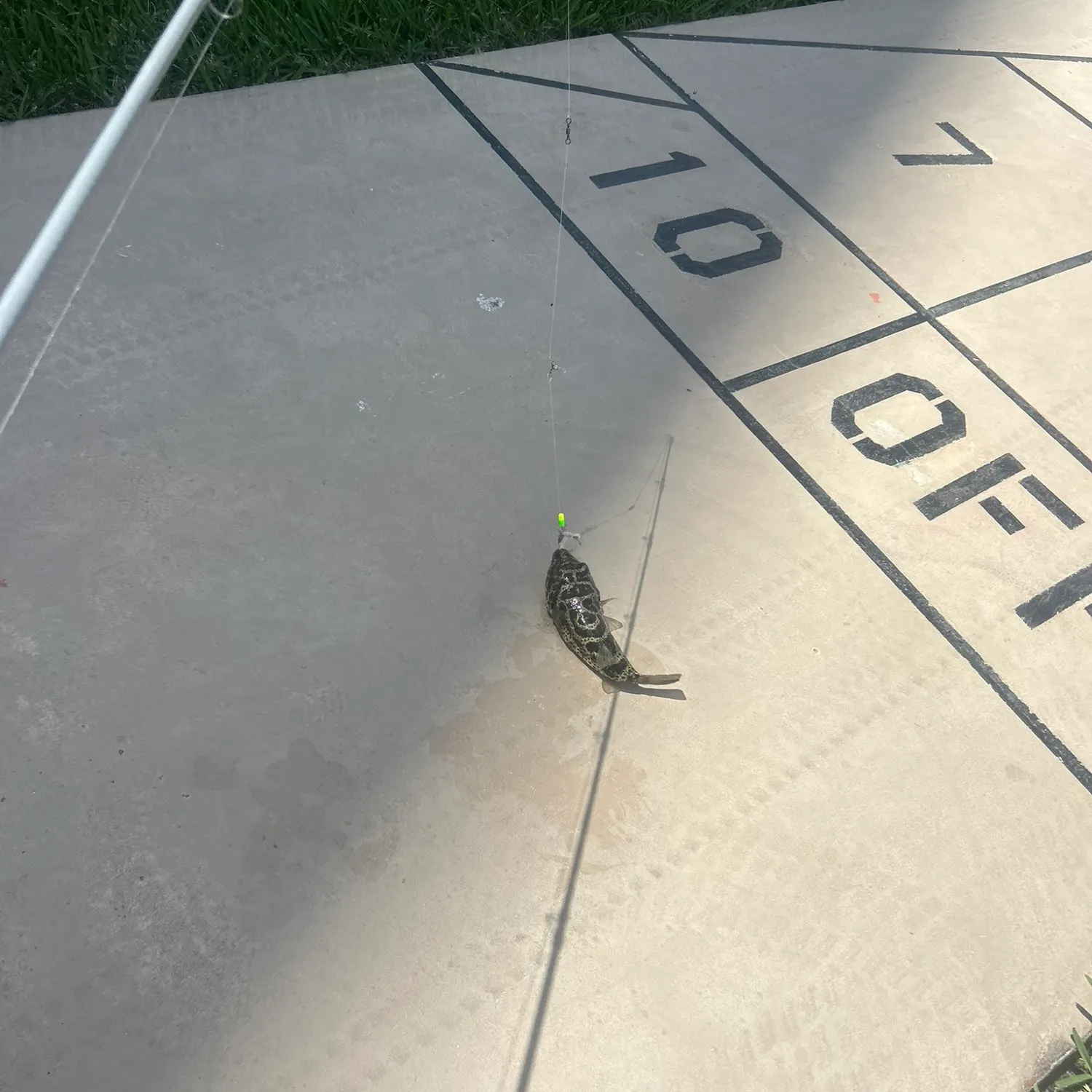 The most recent Spotted green pufferfish catches on Fishbrain