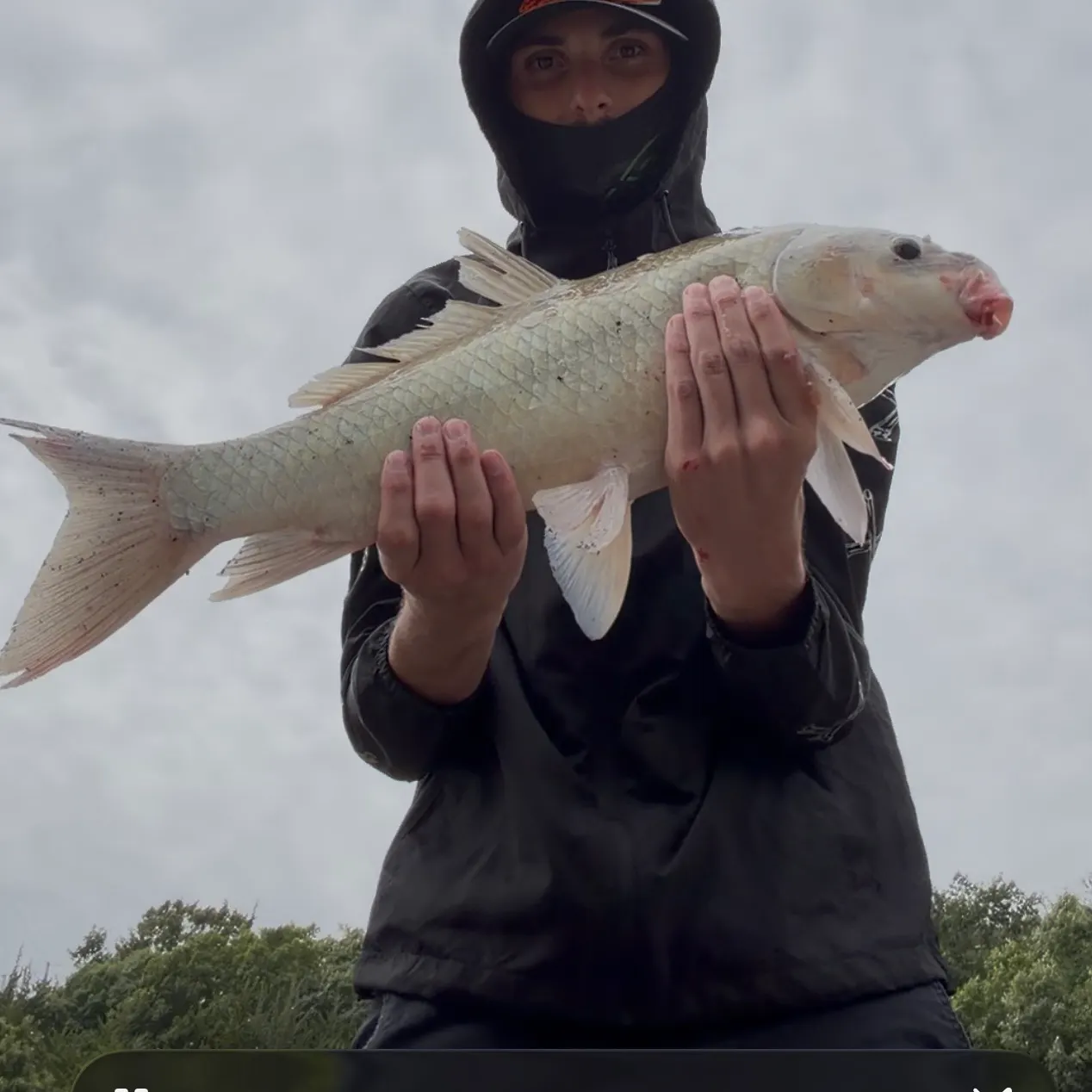 Common carp caught on Fishbrain