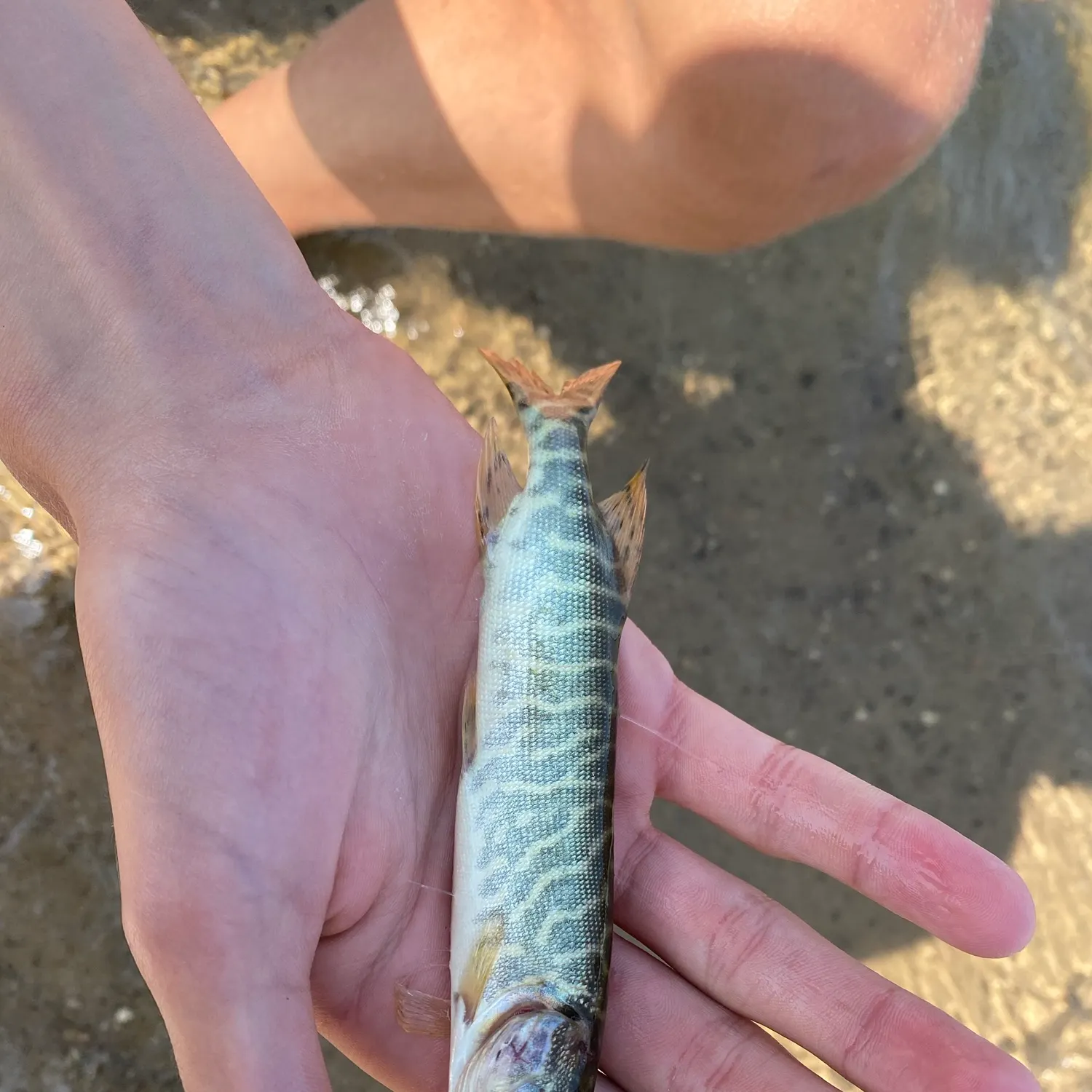 Northern pike caught on Fishbrain