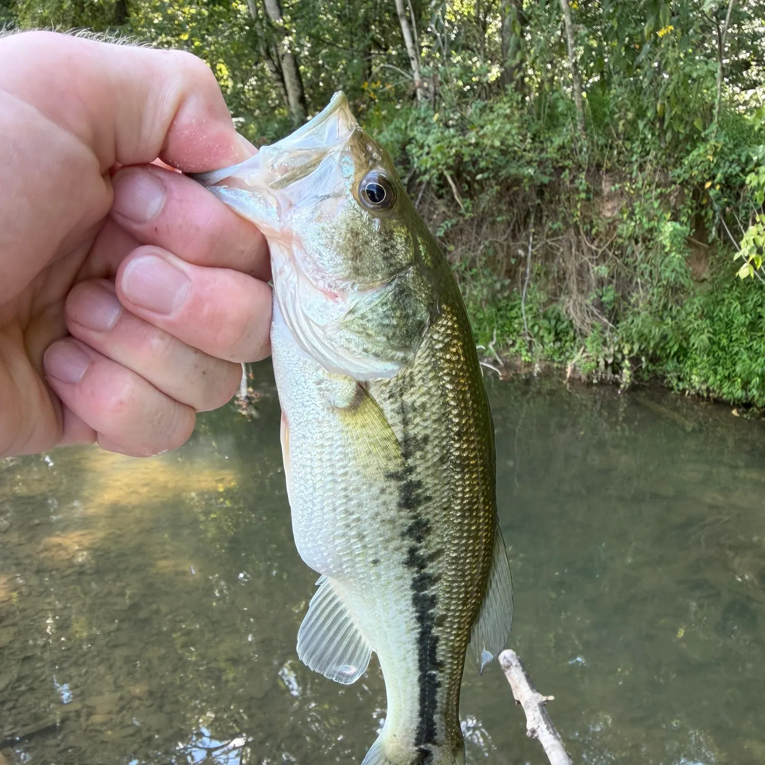 Largemouth bass caught on Fishbrain