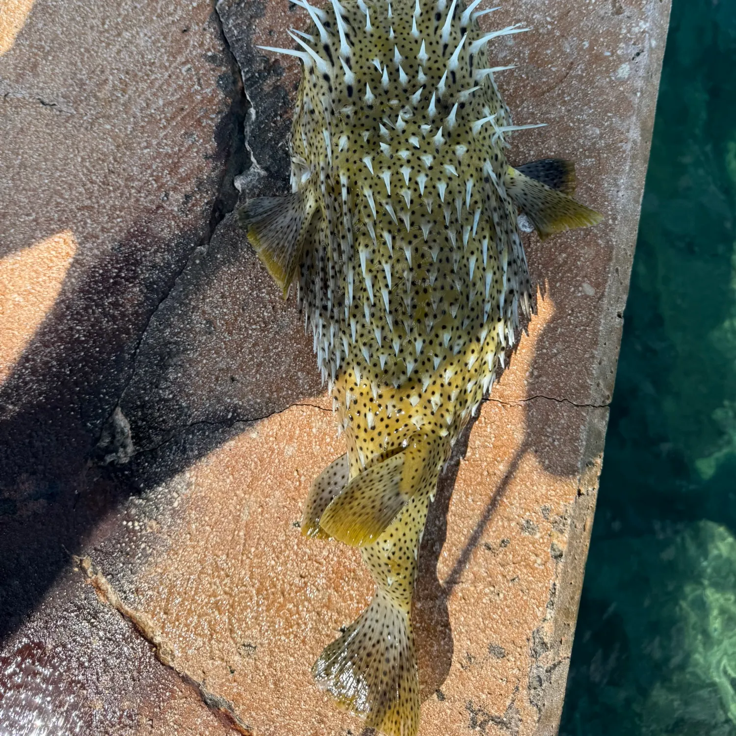 The most recent Greasy grouper catches on Fishbrain