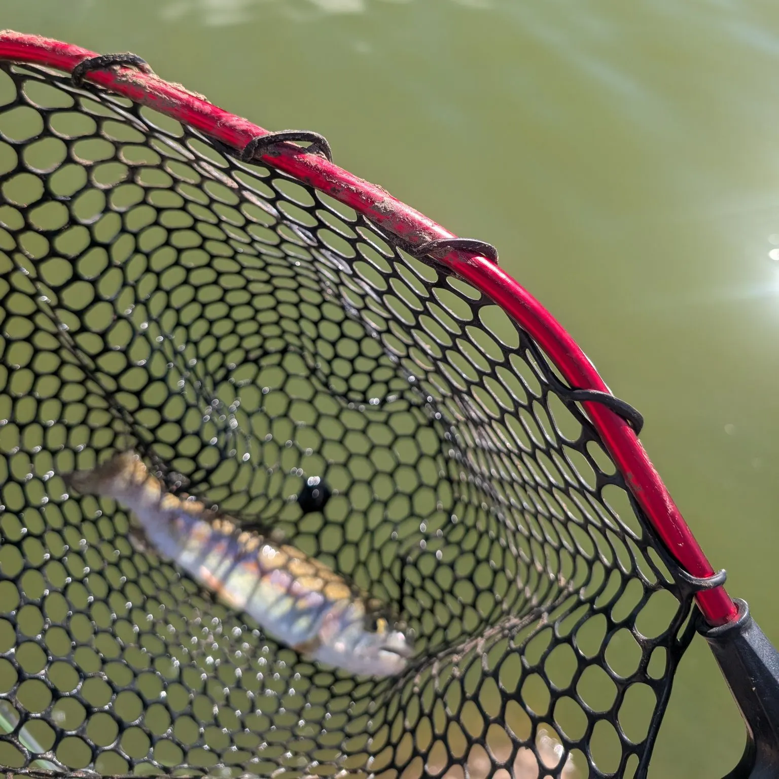Rainbow trout caught on Fishbrain