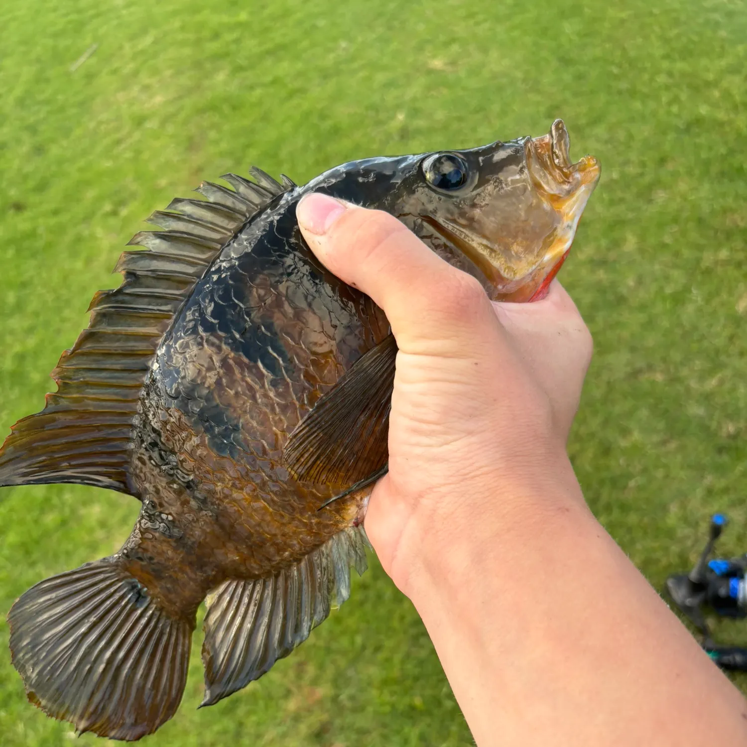 The most recent Mayan cichlid catches on Fishbrain