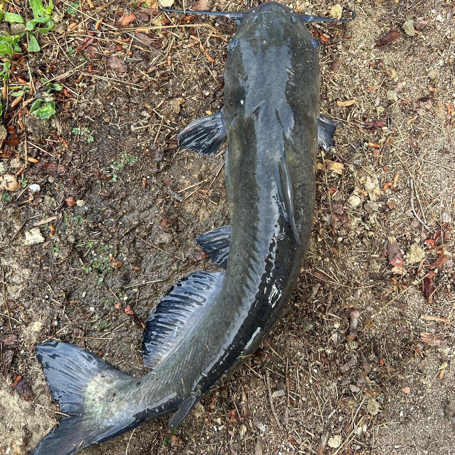 angler catch