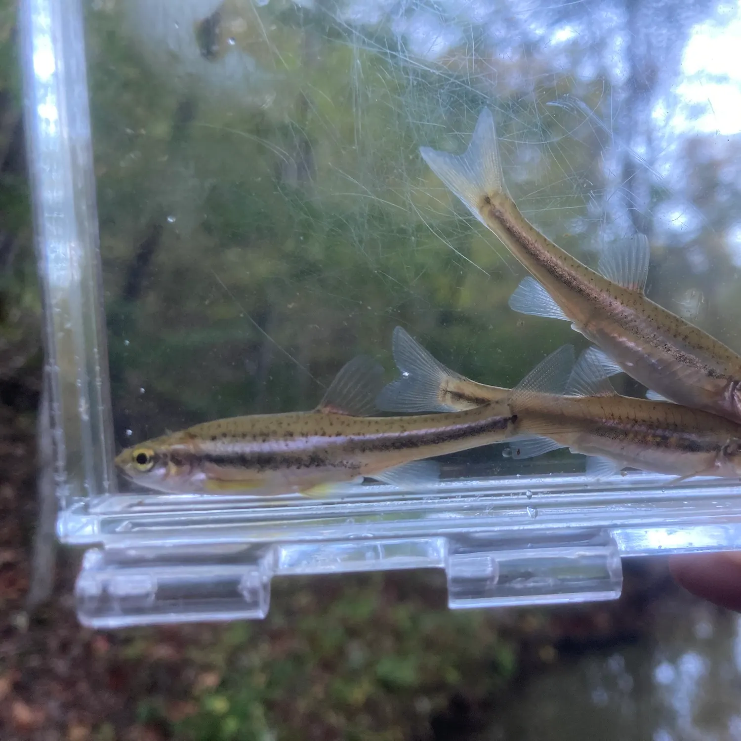 The most recent Southern redbelly dace catches on Fishbrain
