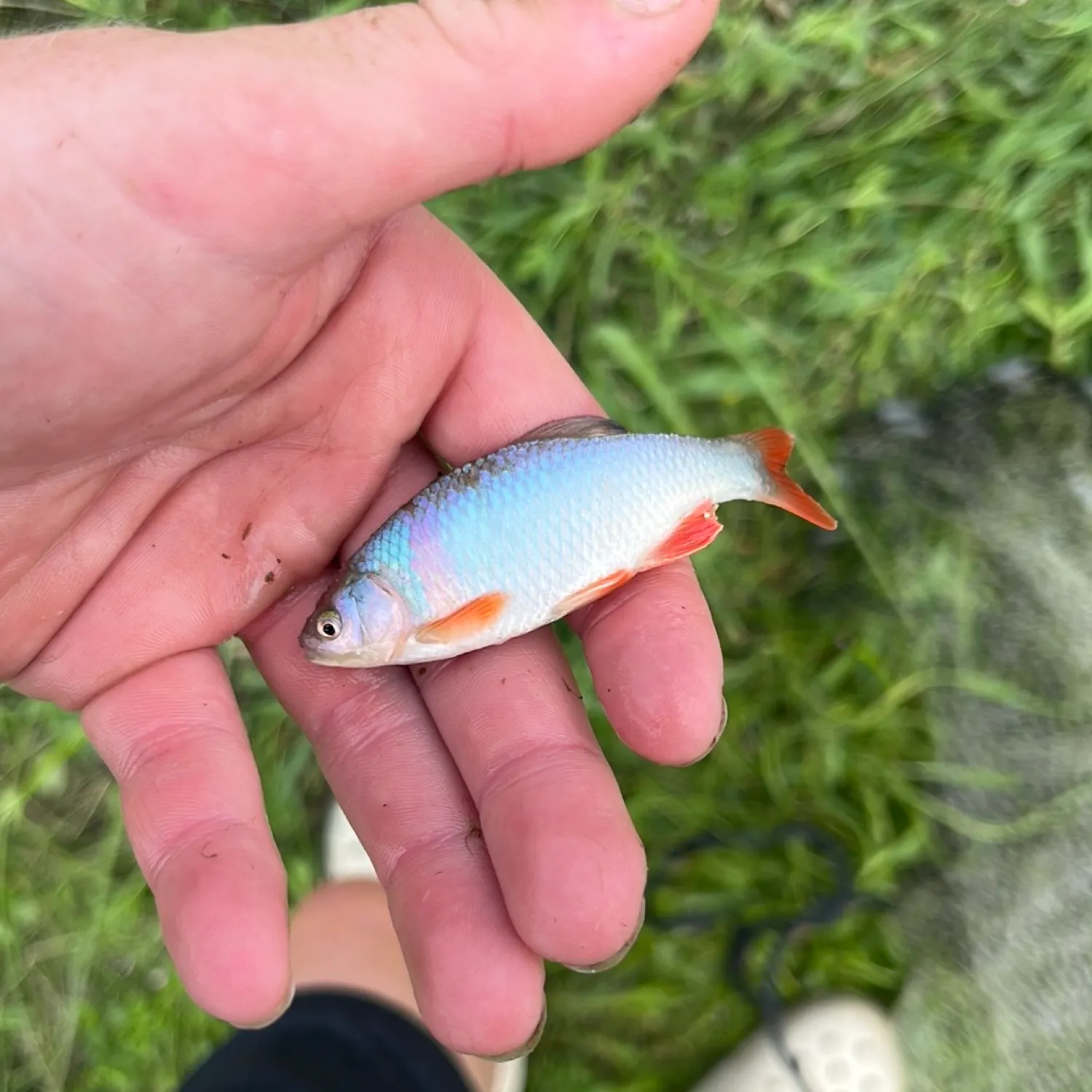 The most recent Red shiner catches on Fishbrain