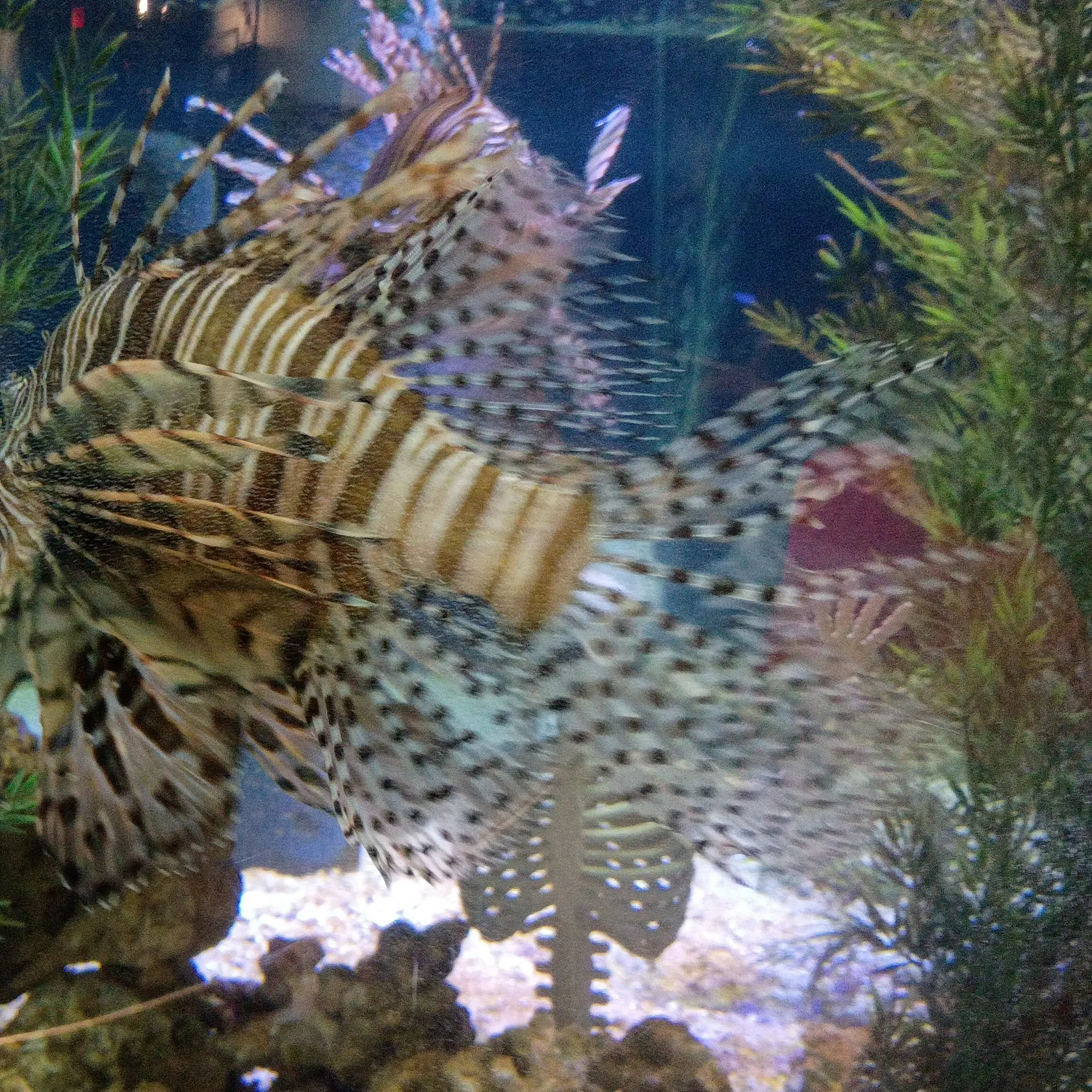 Red lionfish caught on Fishbrain