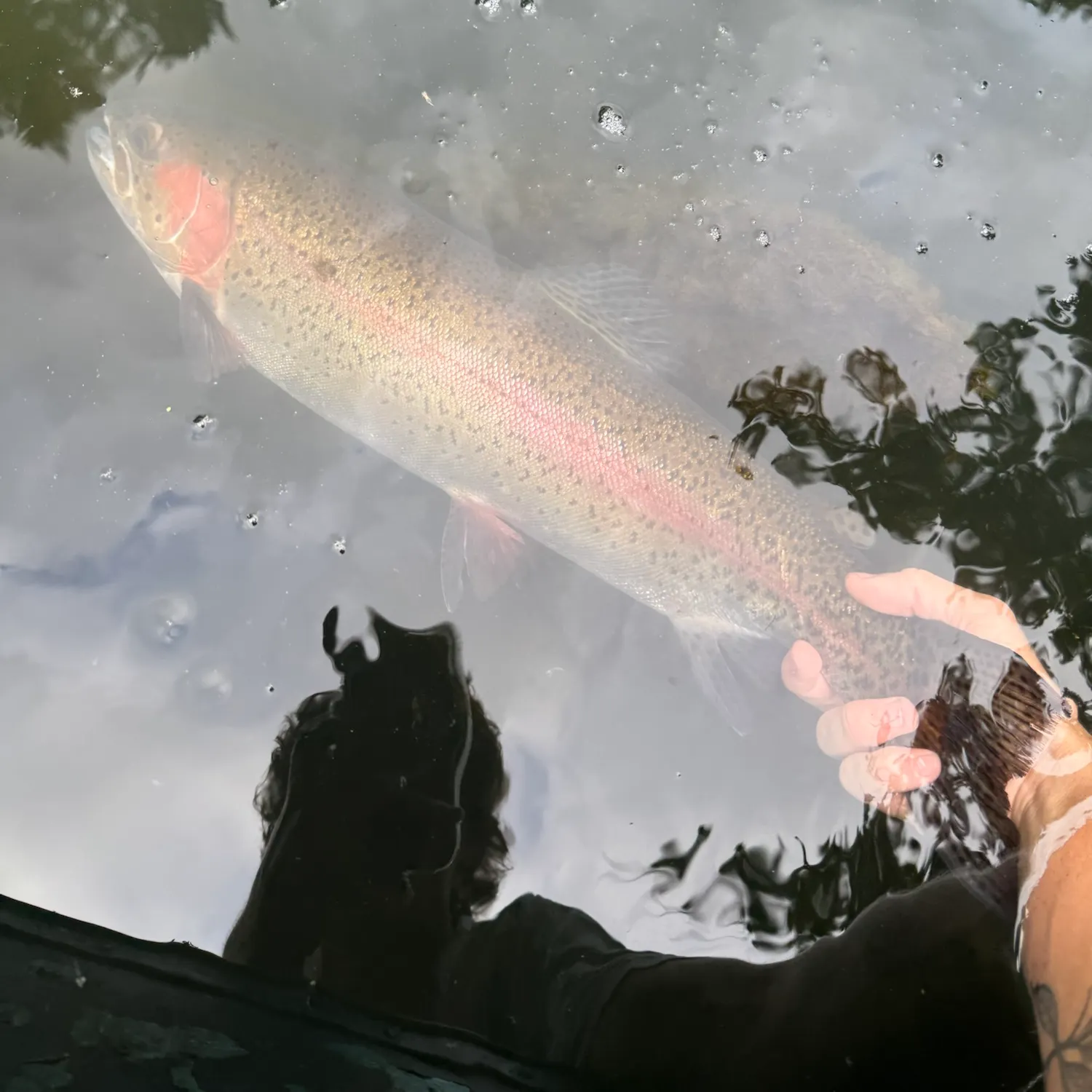 Rainbow trout caught on Fishbrain