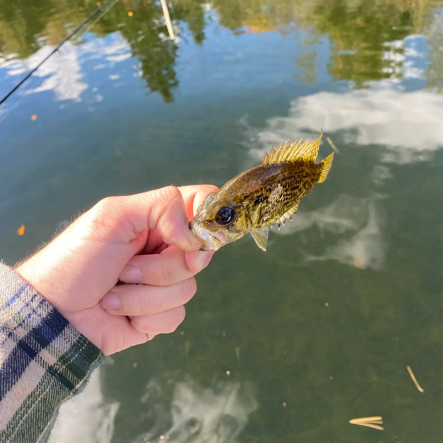 Rock bass caught on Fishbrain