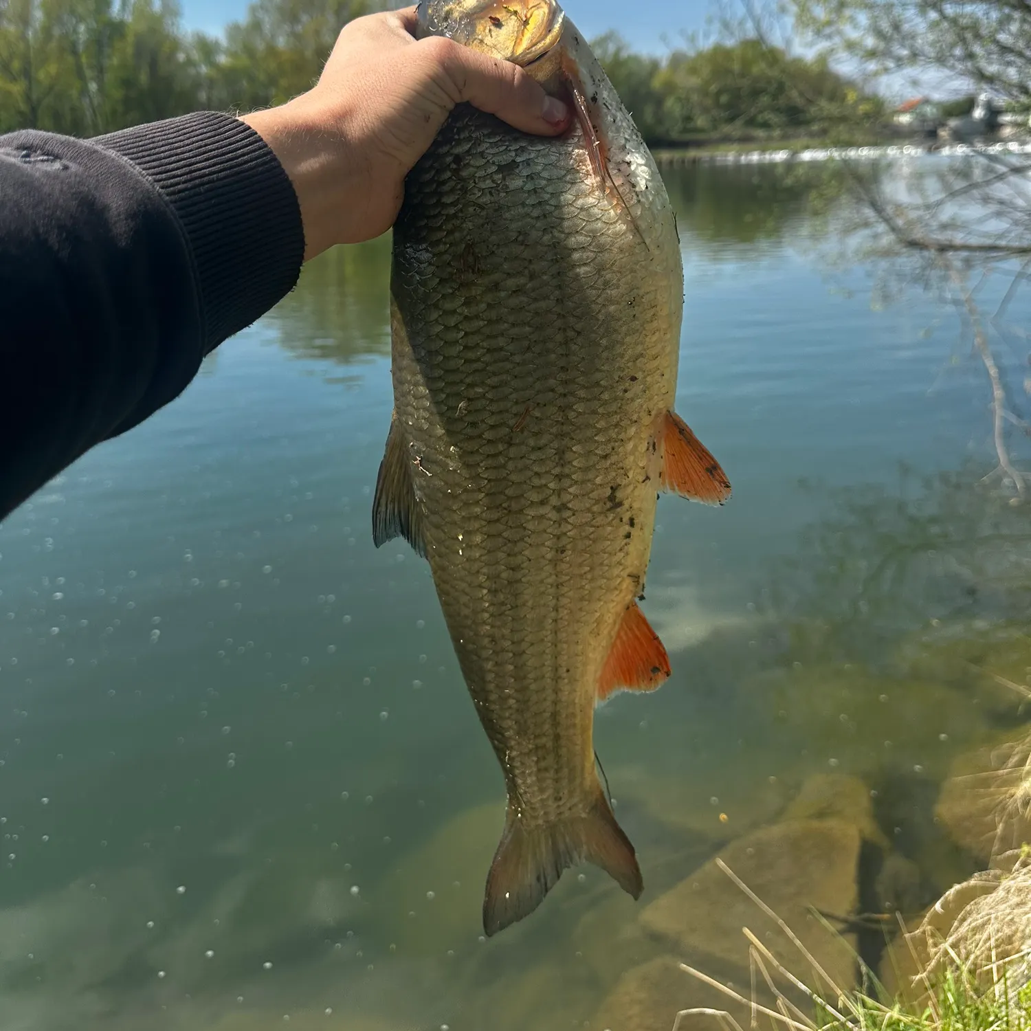 The most recent Common nase catches on Fishbrain