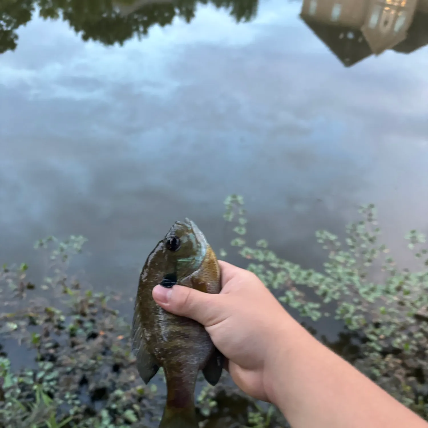 Bluegill caught on Fishbrain
