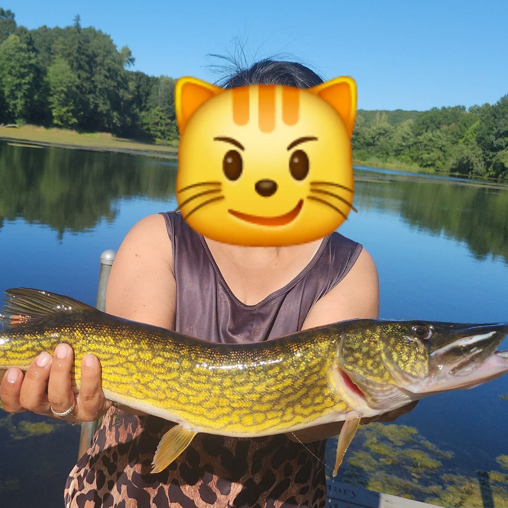 Chain pickerel caught on Fishbrain